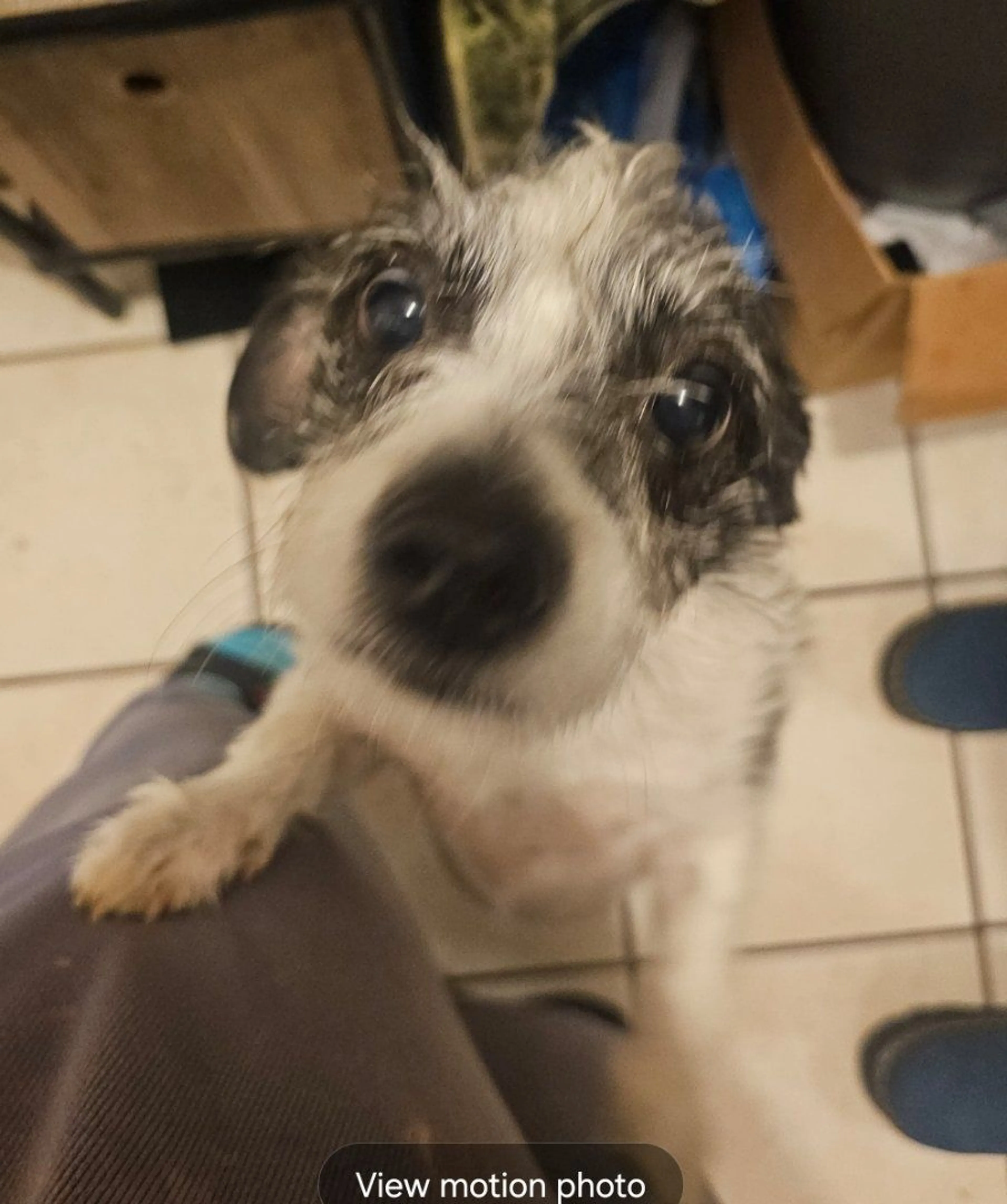 Lost pet-0
