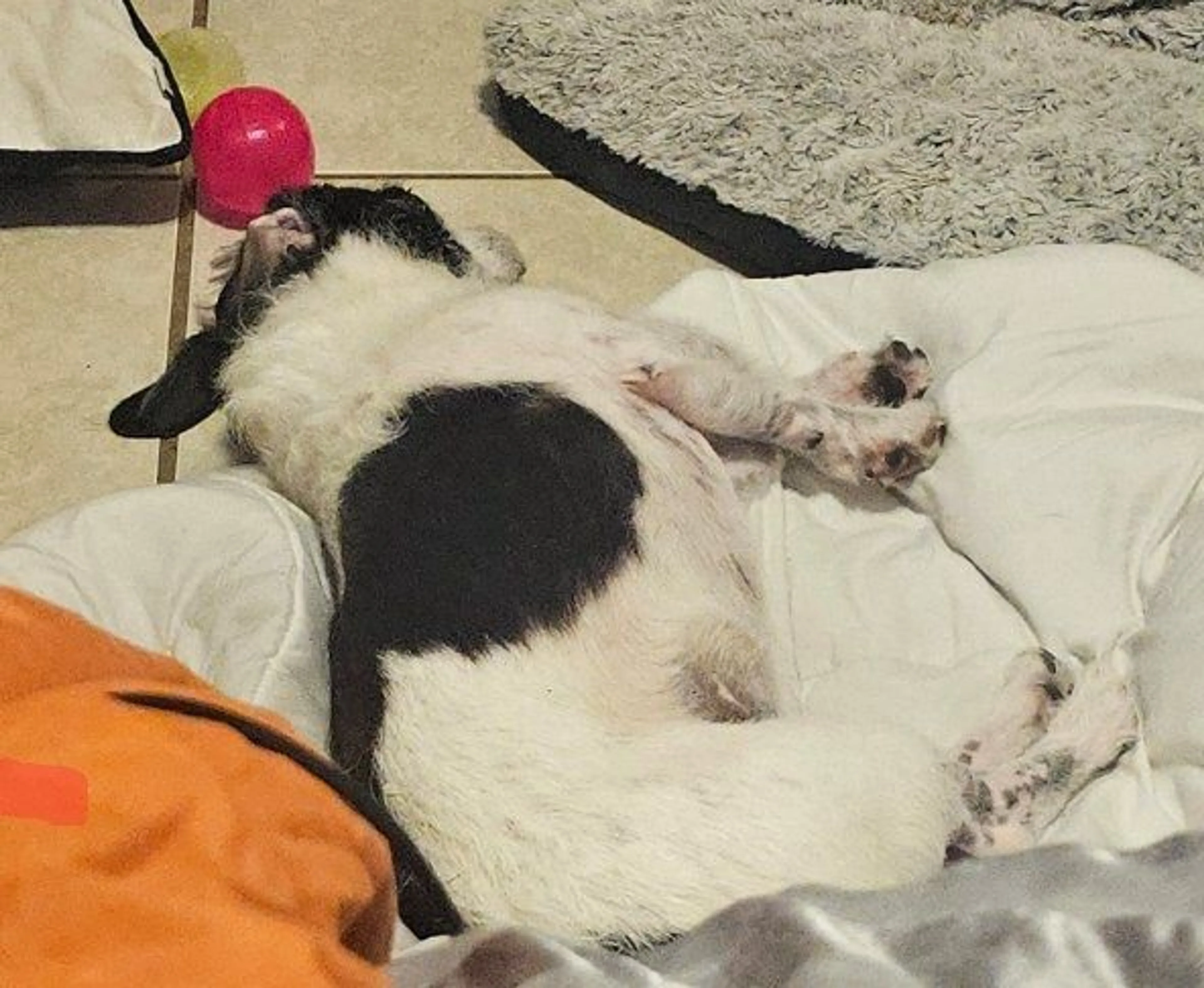 Lost pet-4