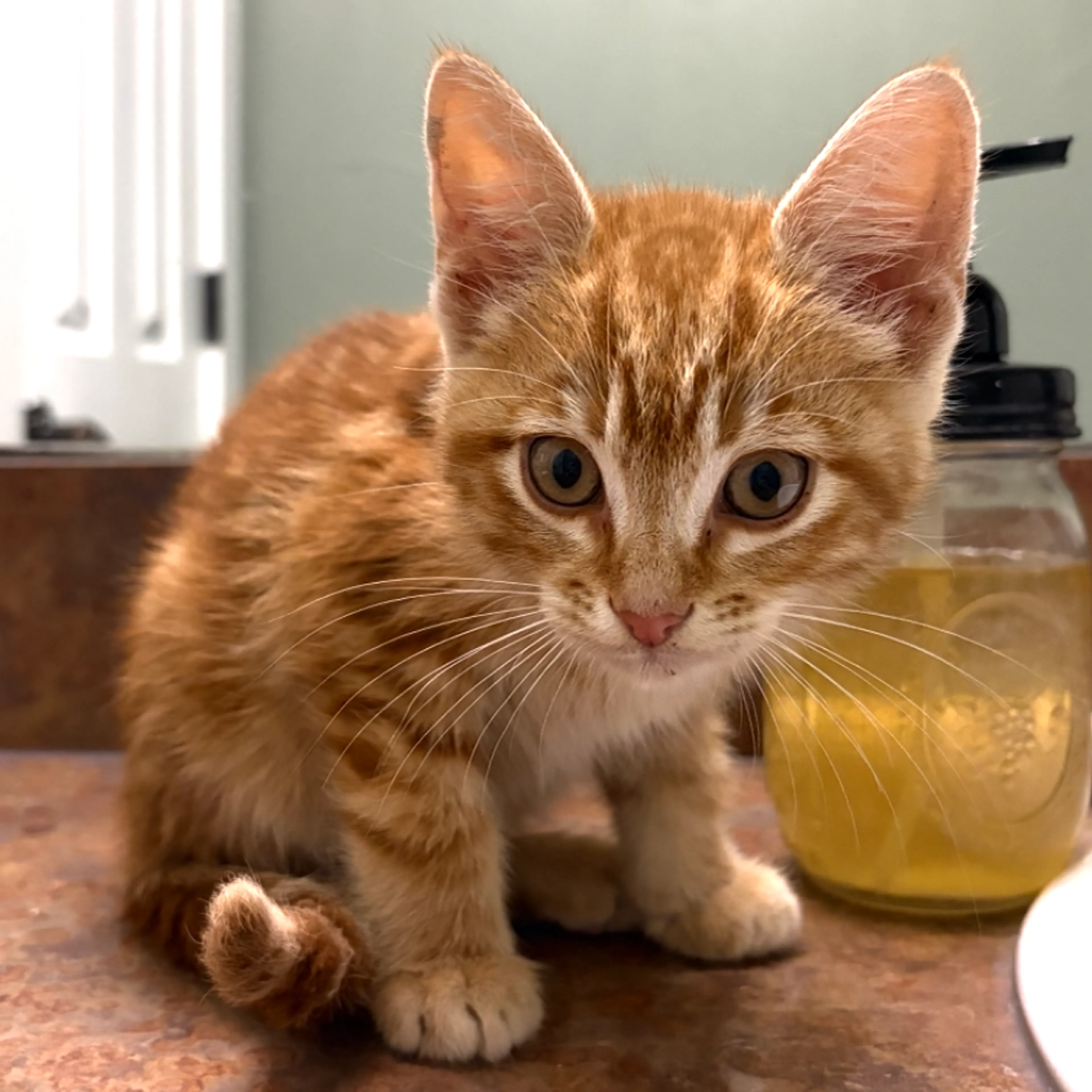 Found pet-1