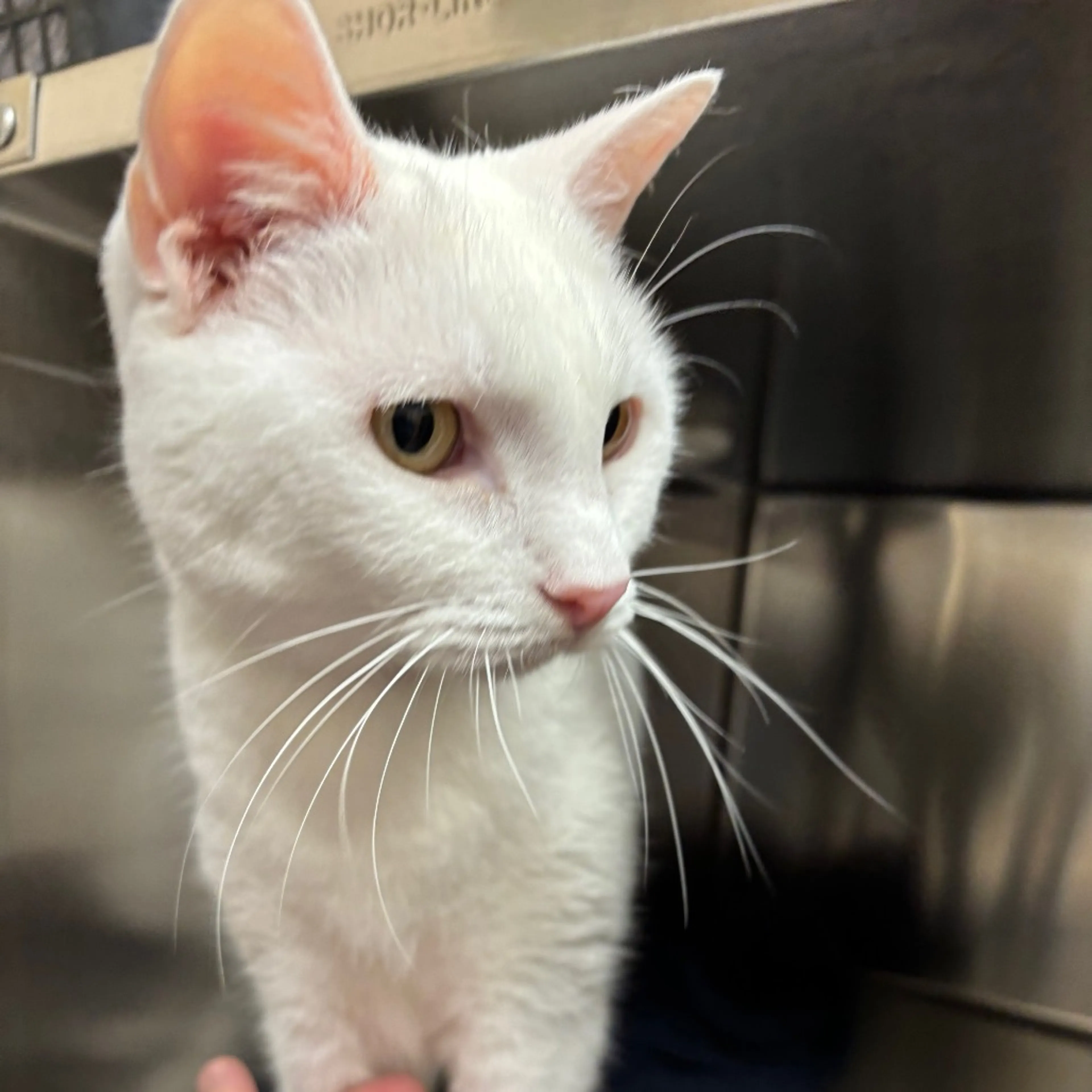 Found pet-1