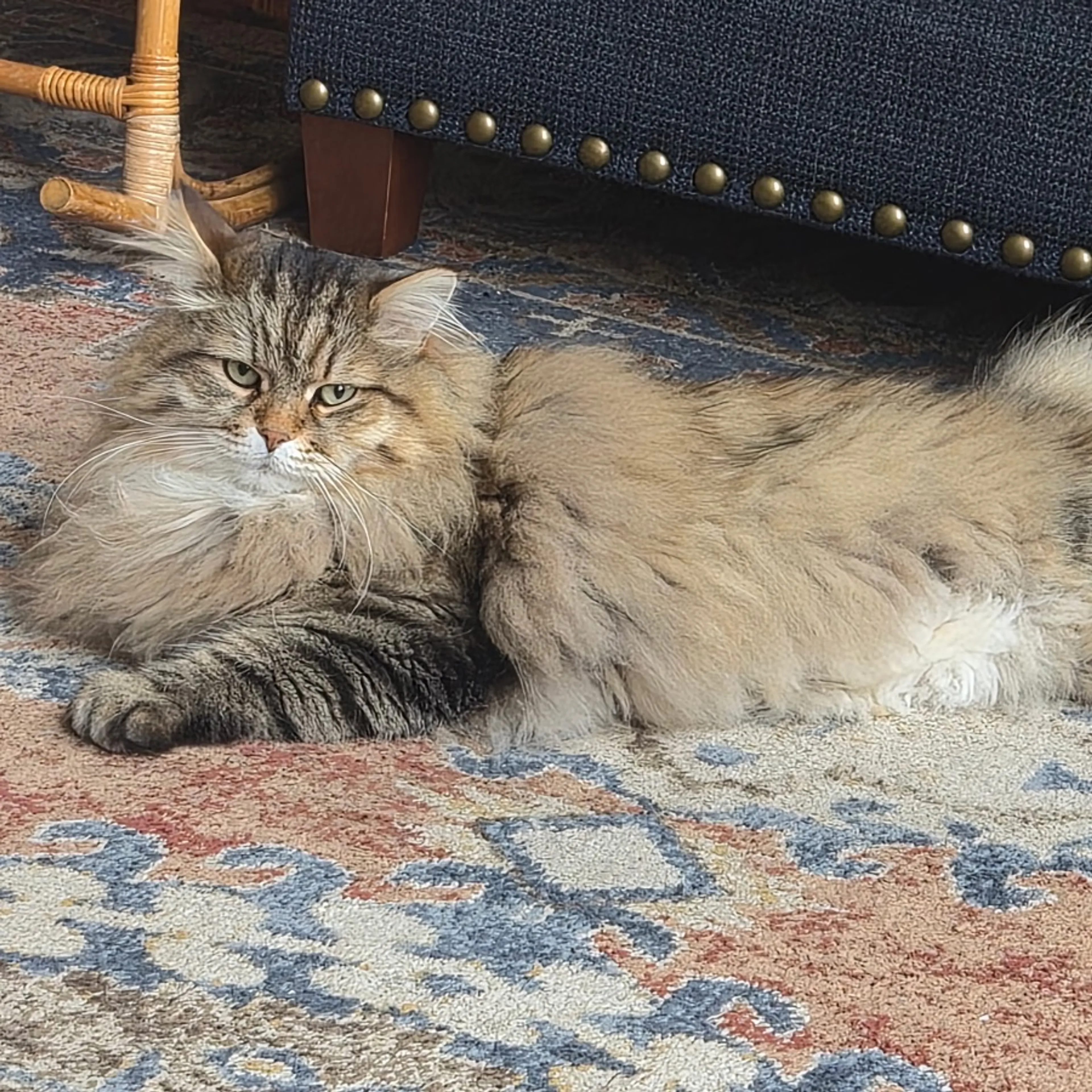 Lost pet