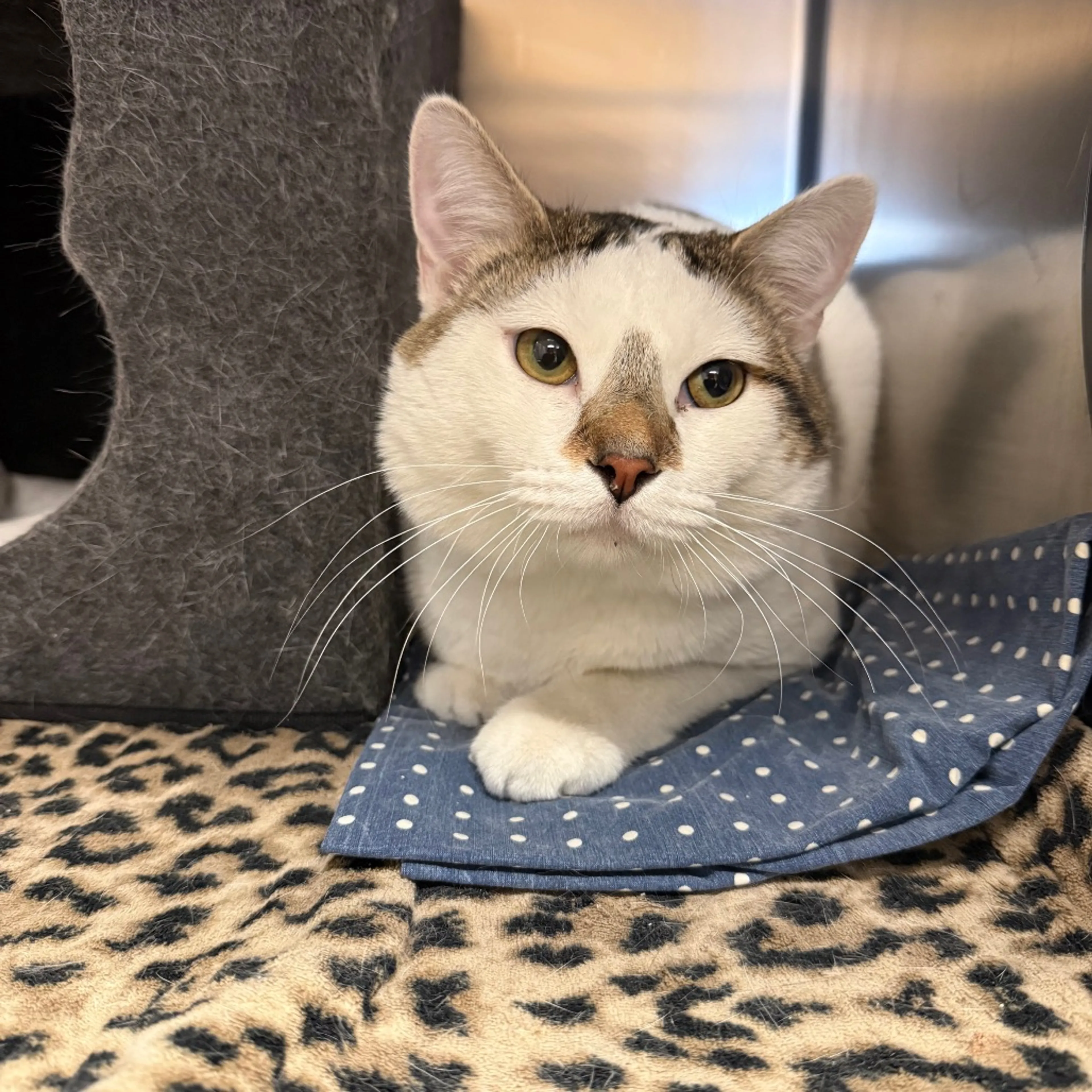 Found pet-1