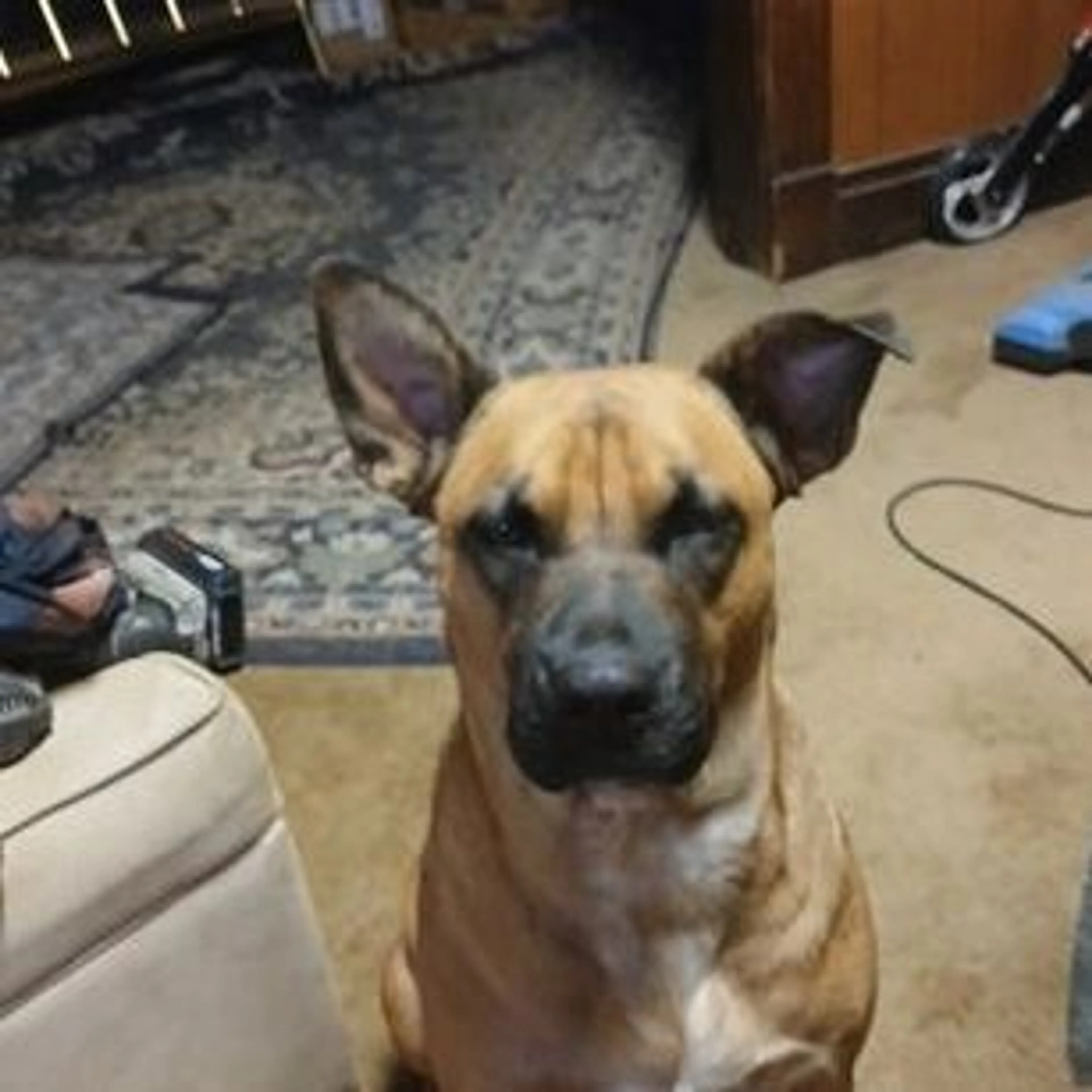 Lost pet