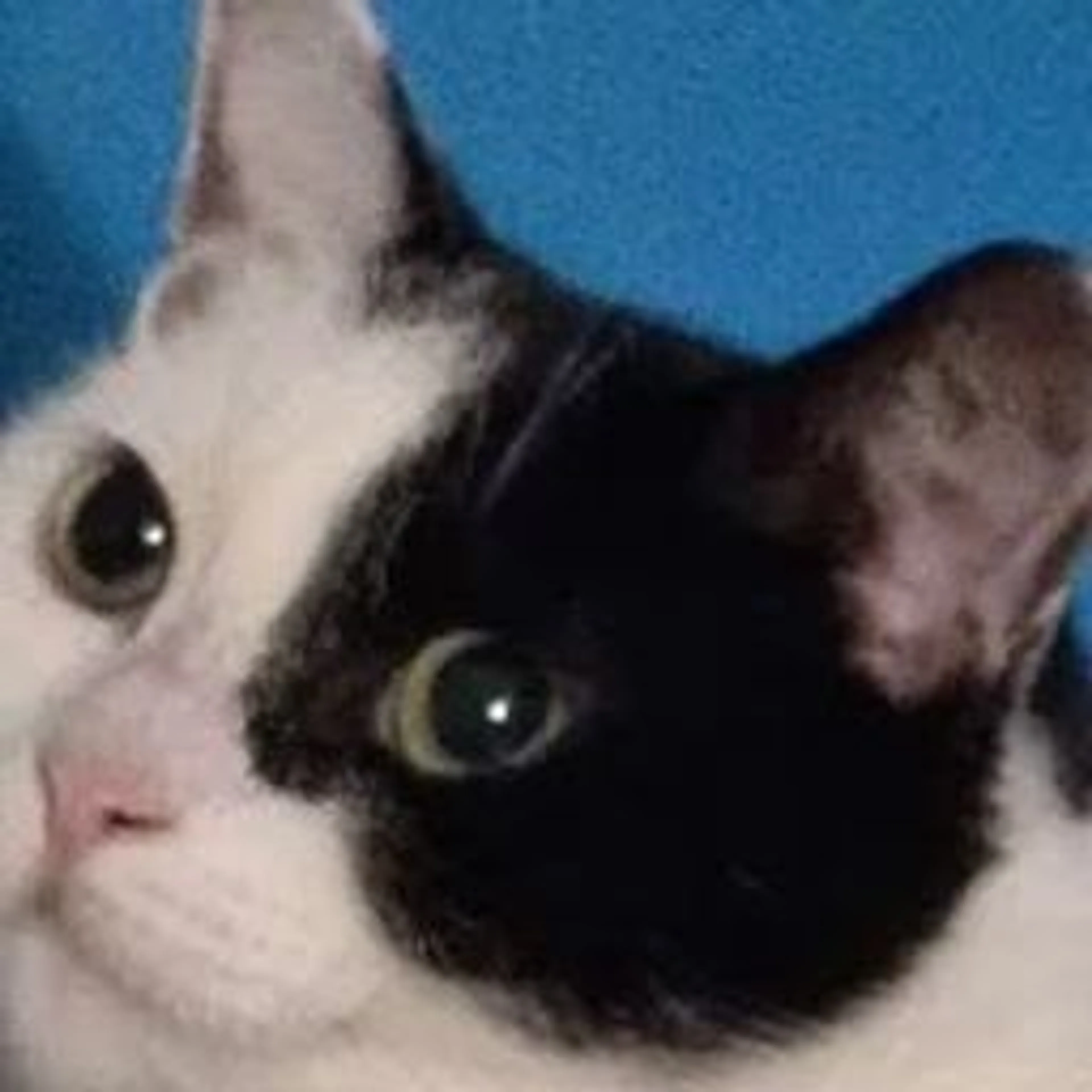 Lost pet