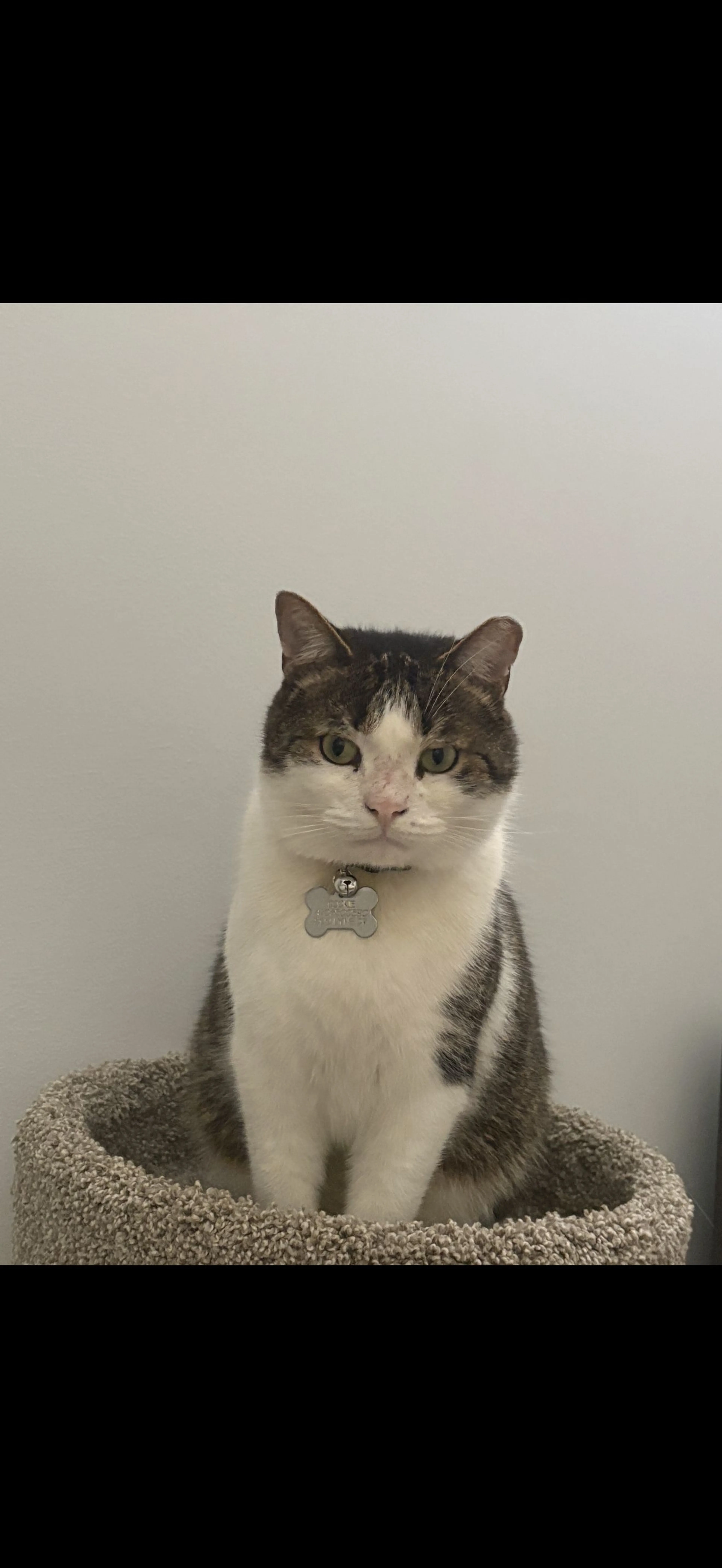 Lost pet-1