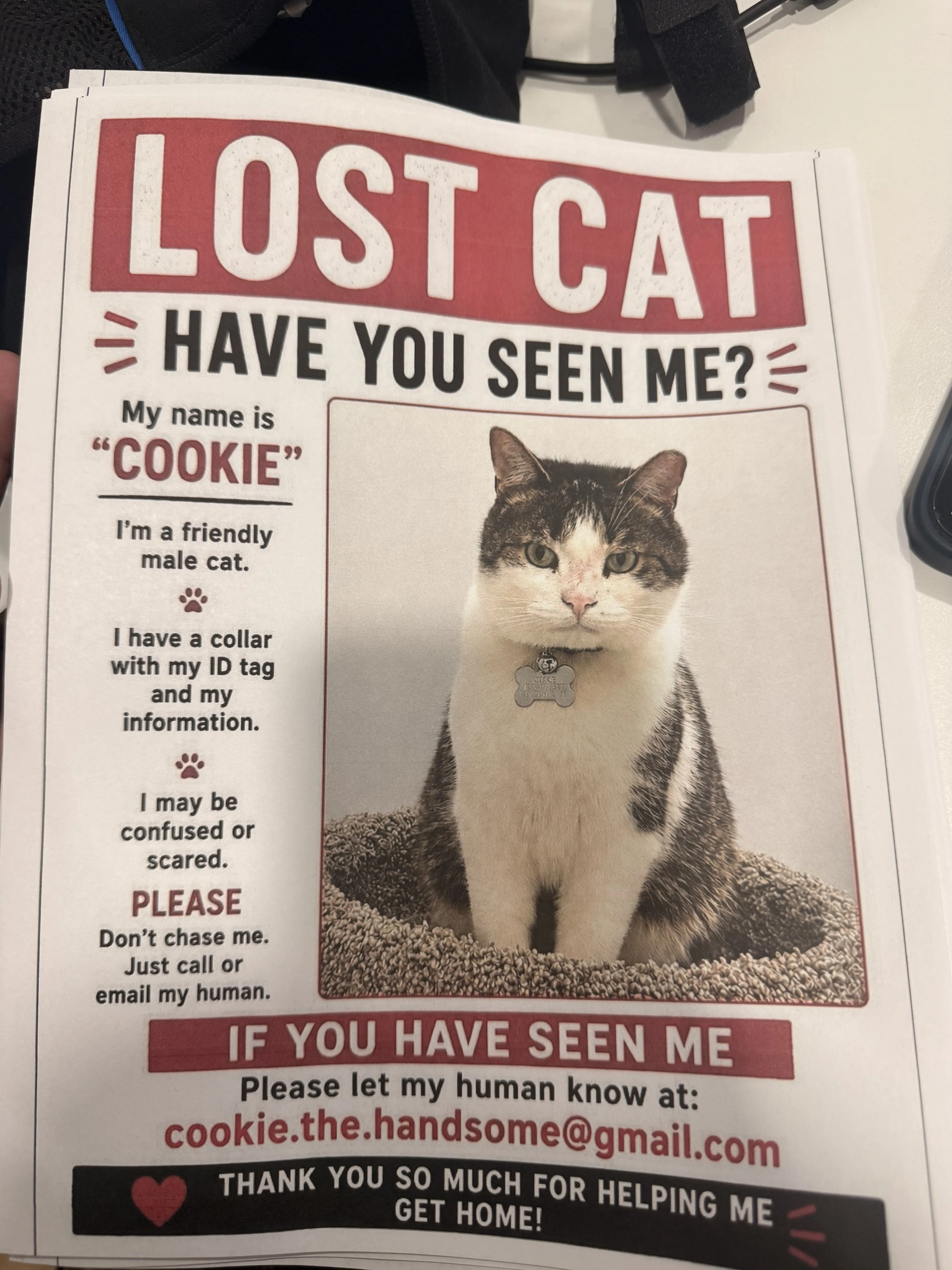Lost pet-0