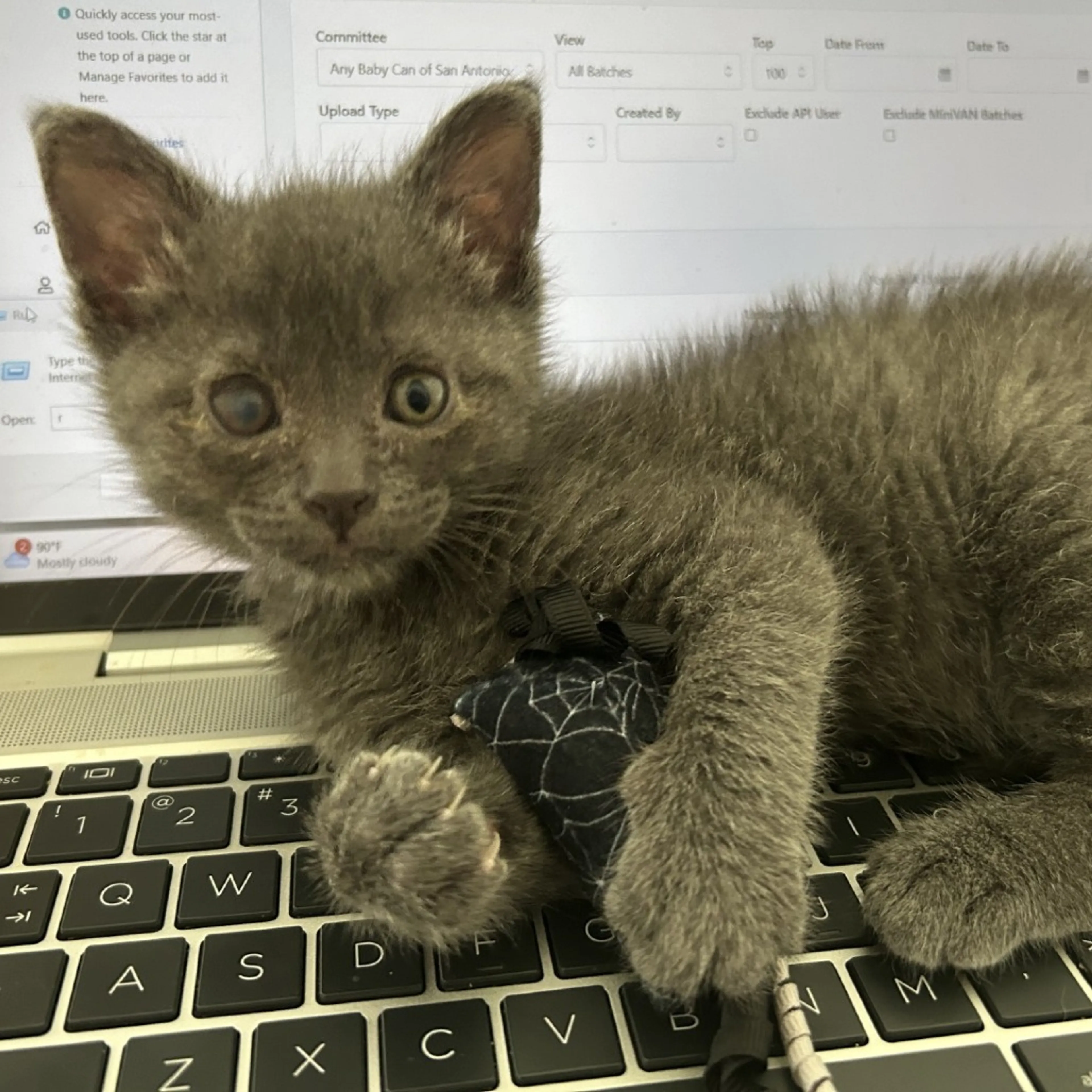 Found pet-0