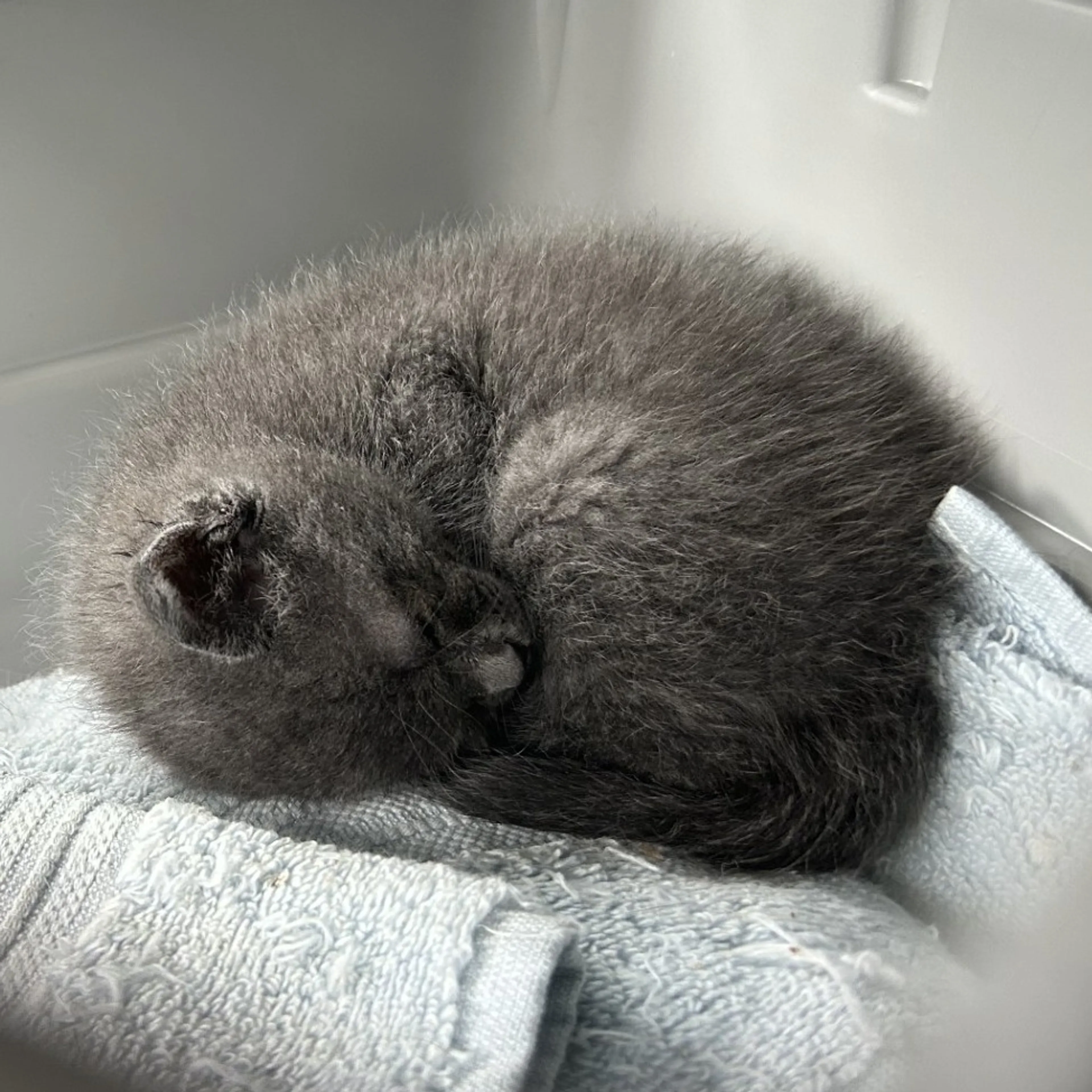 Found pet-3