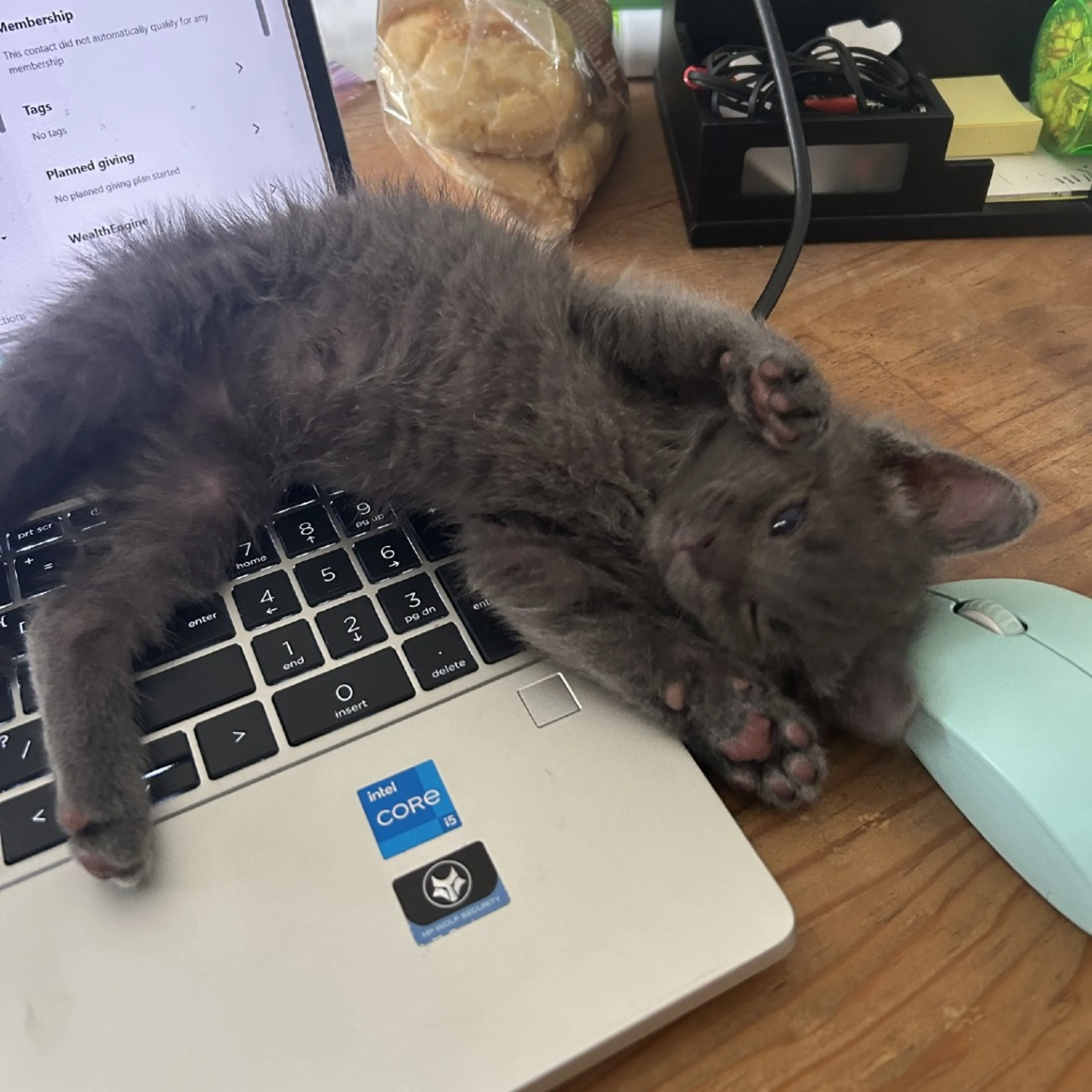 Found pet-5