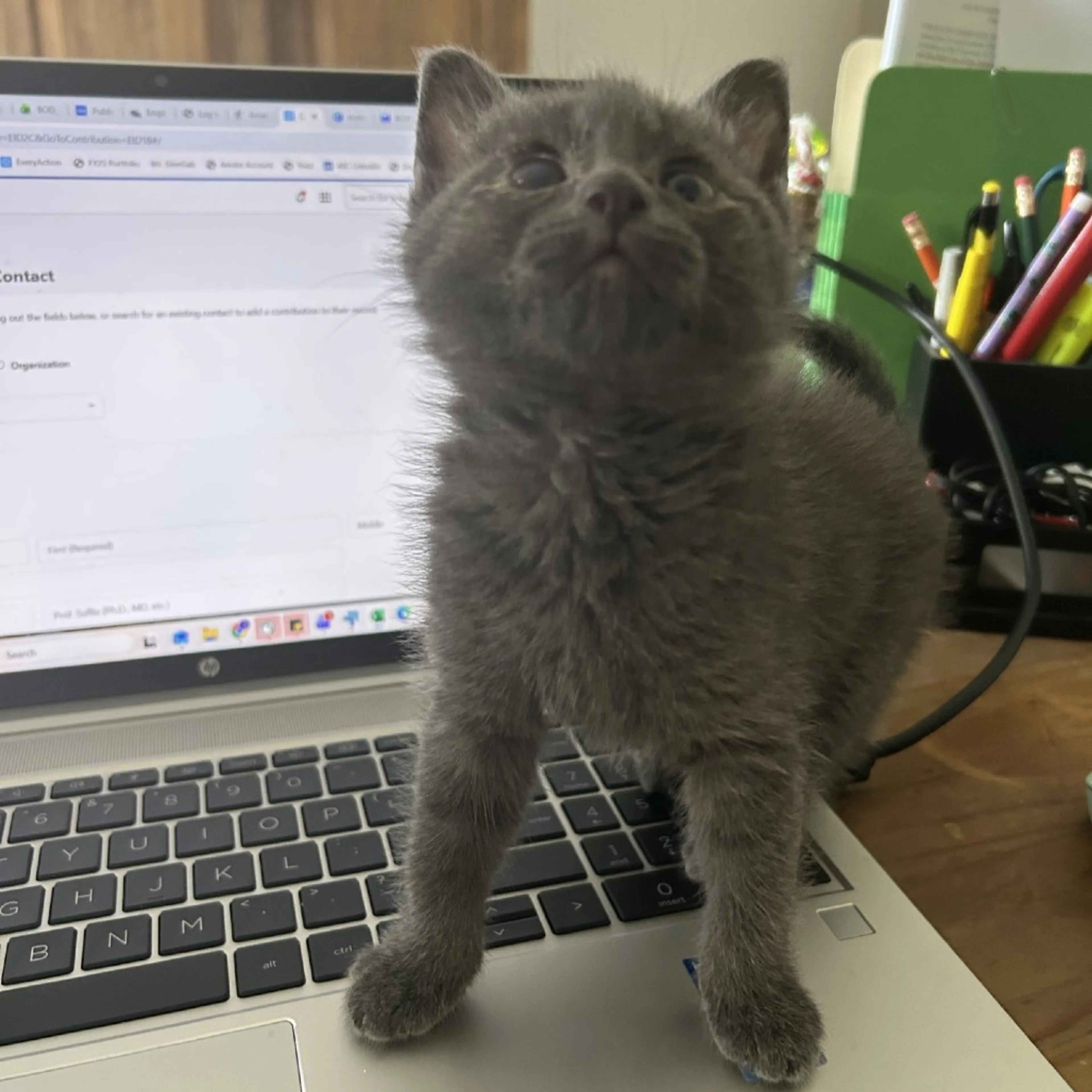Found pet-6