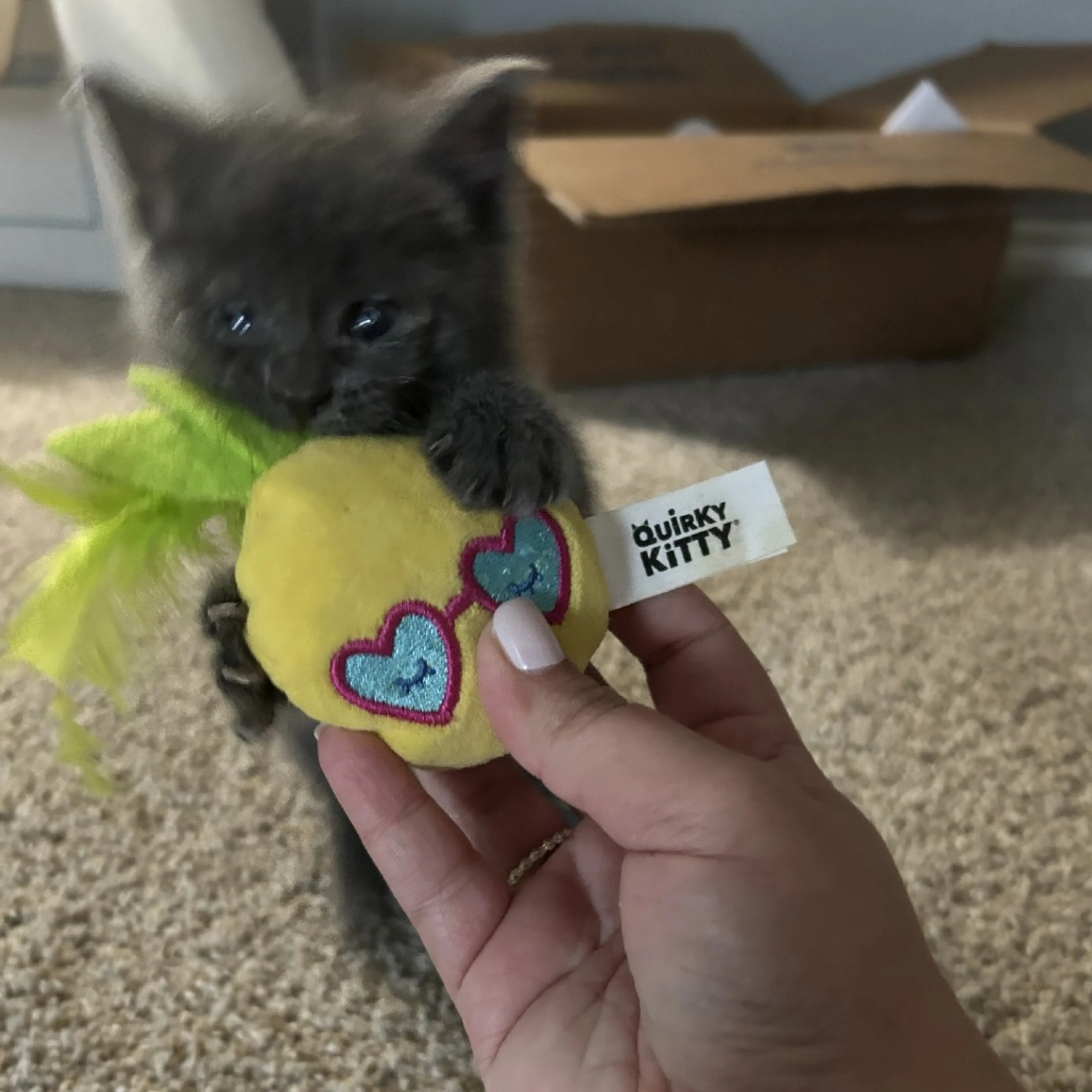 Found pet-2