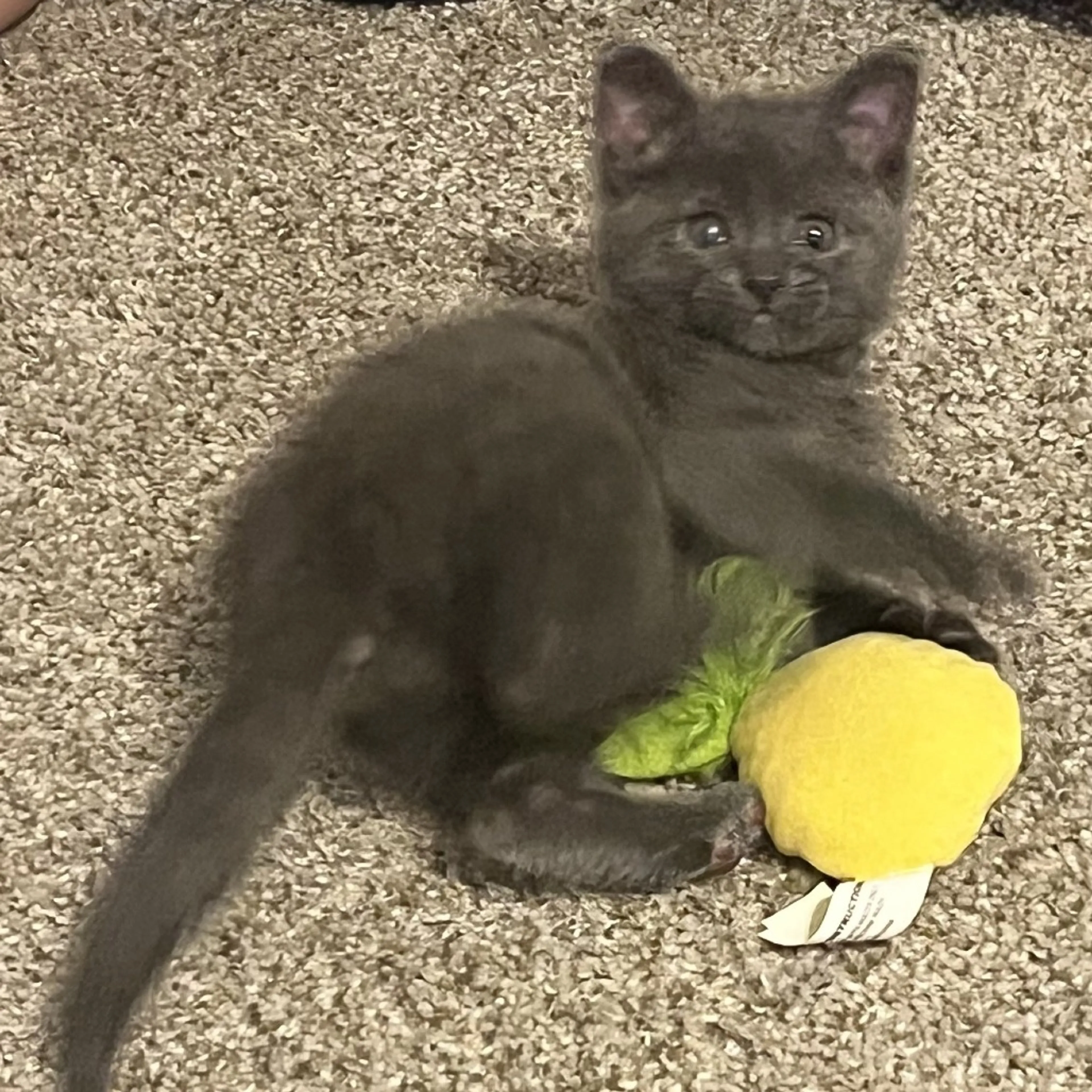 Found pet-4