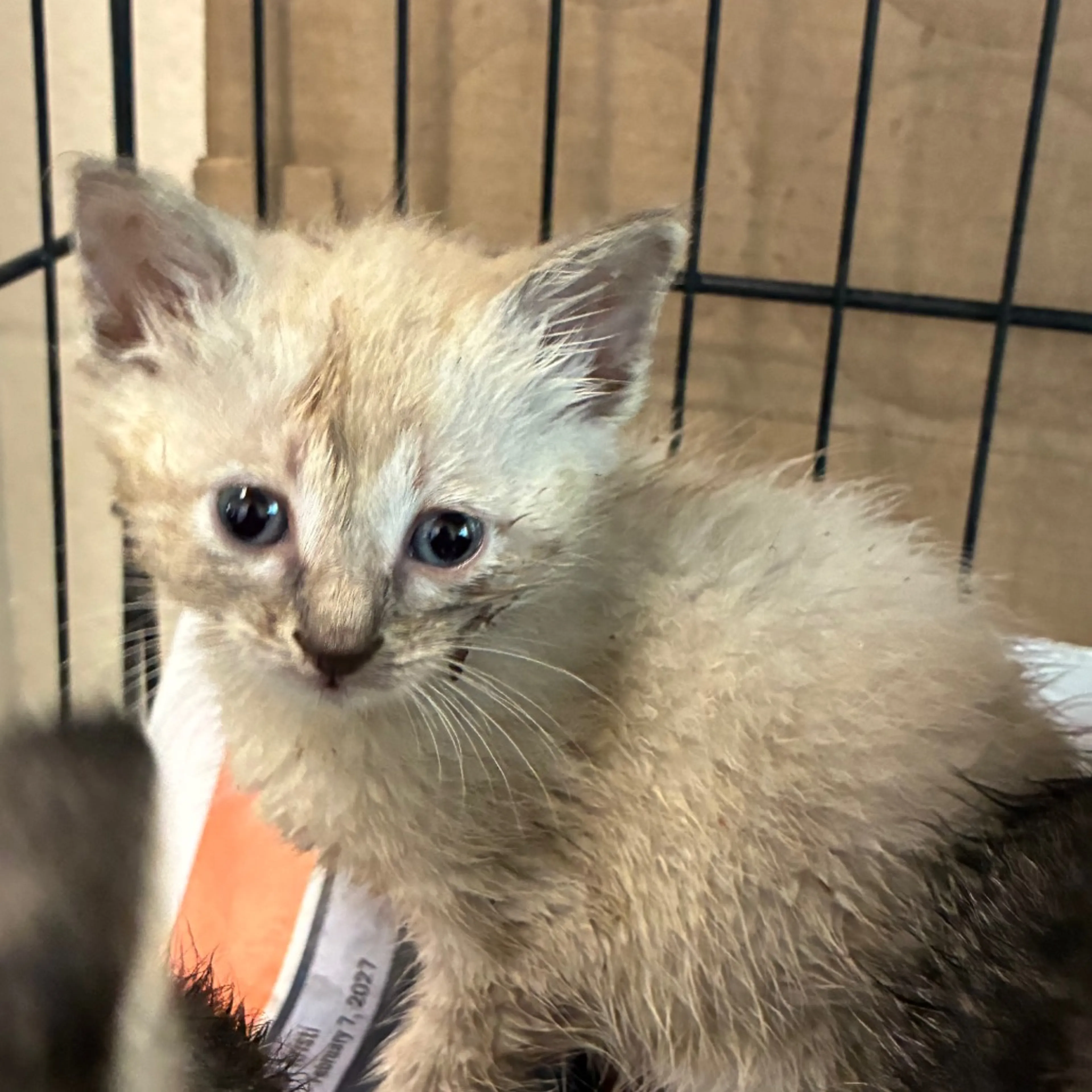 Found pet