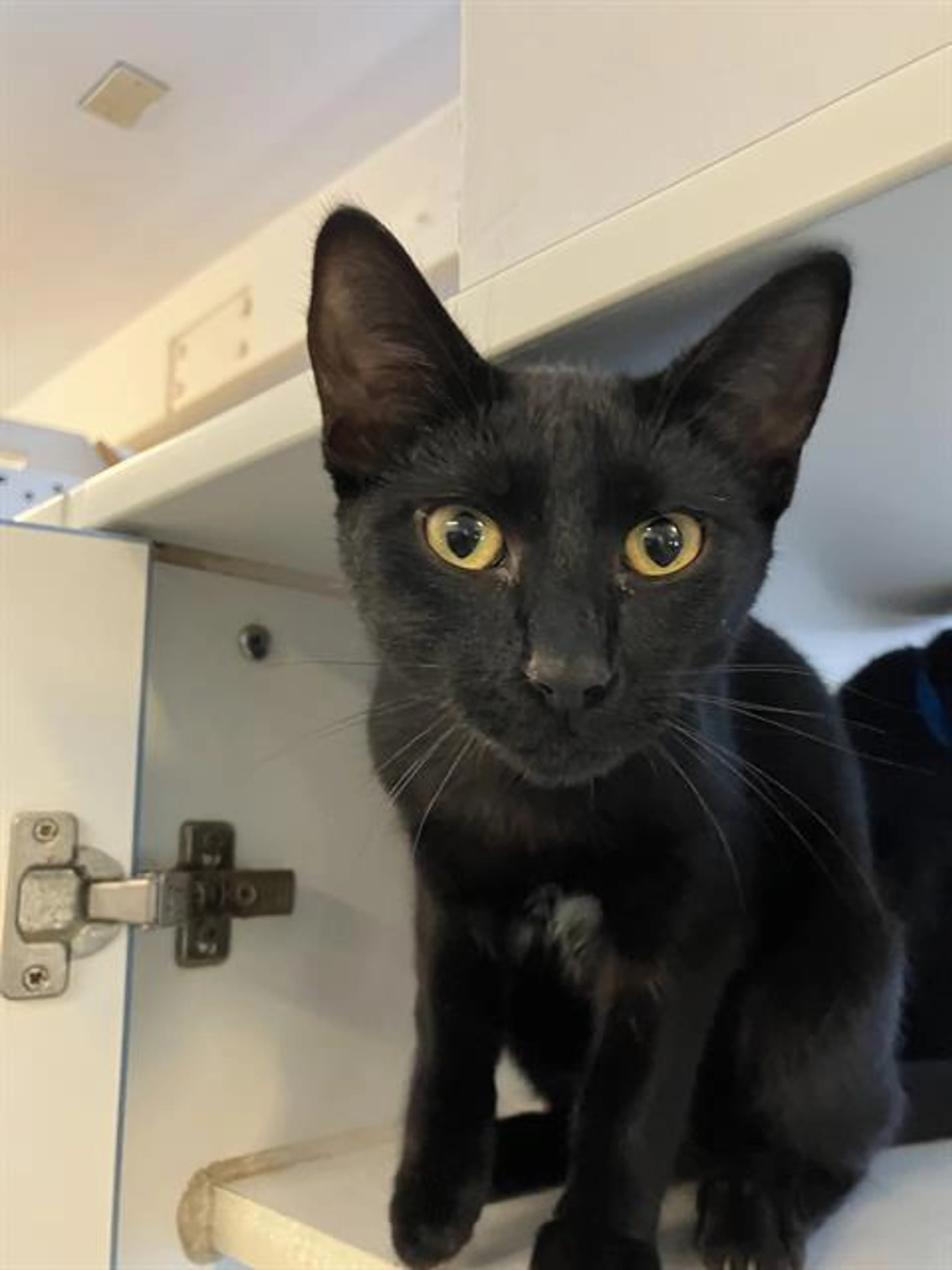 Found pet