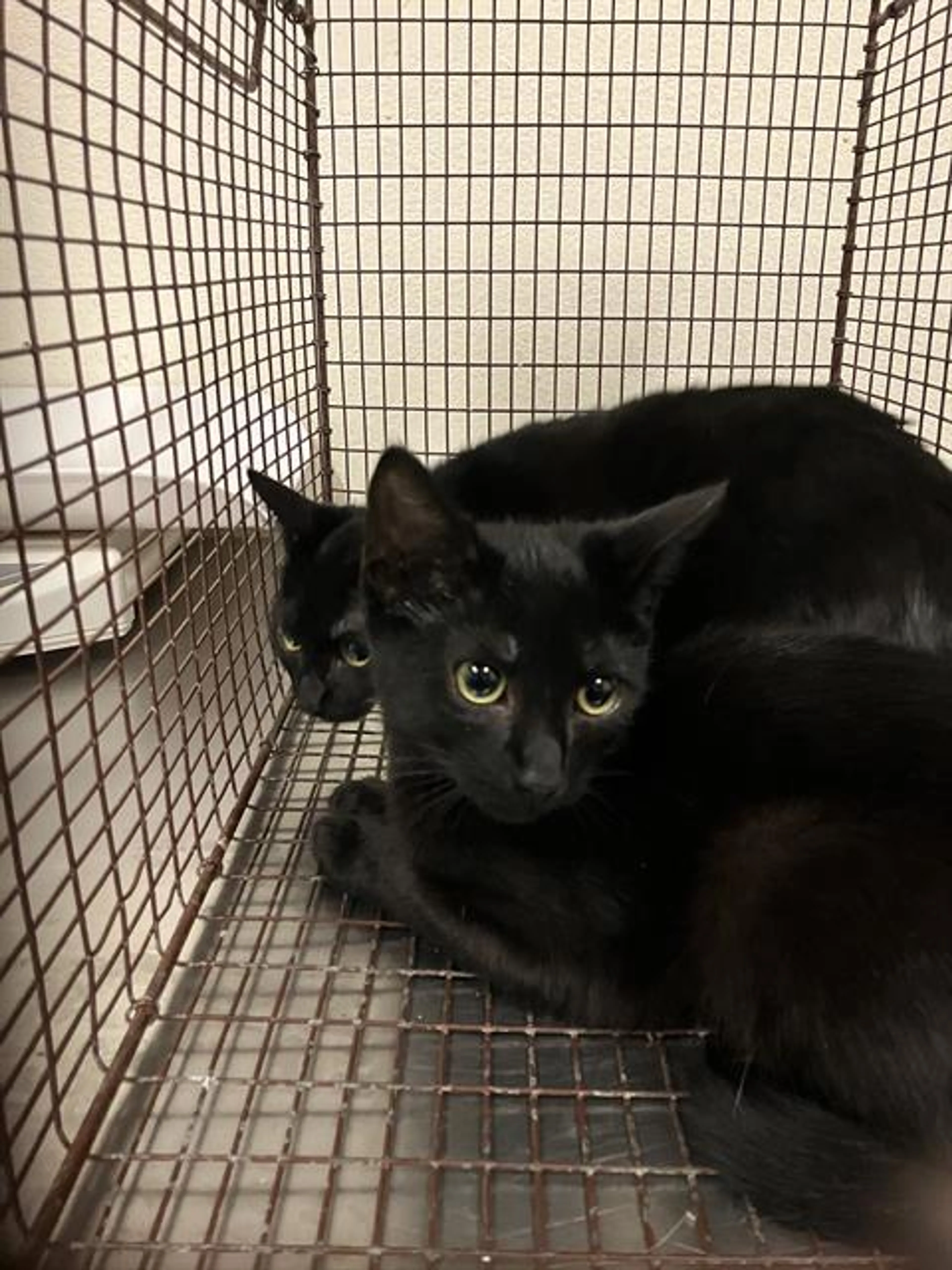 Found pet