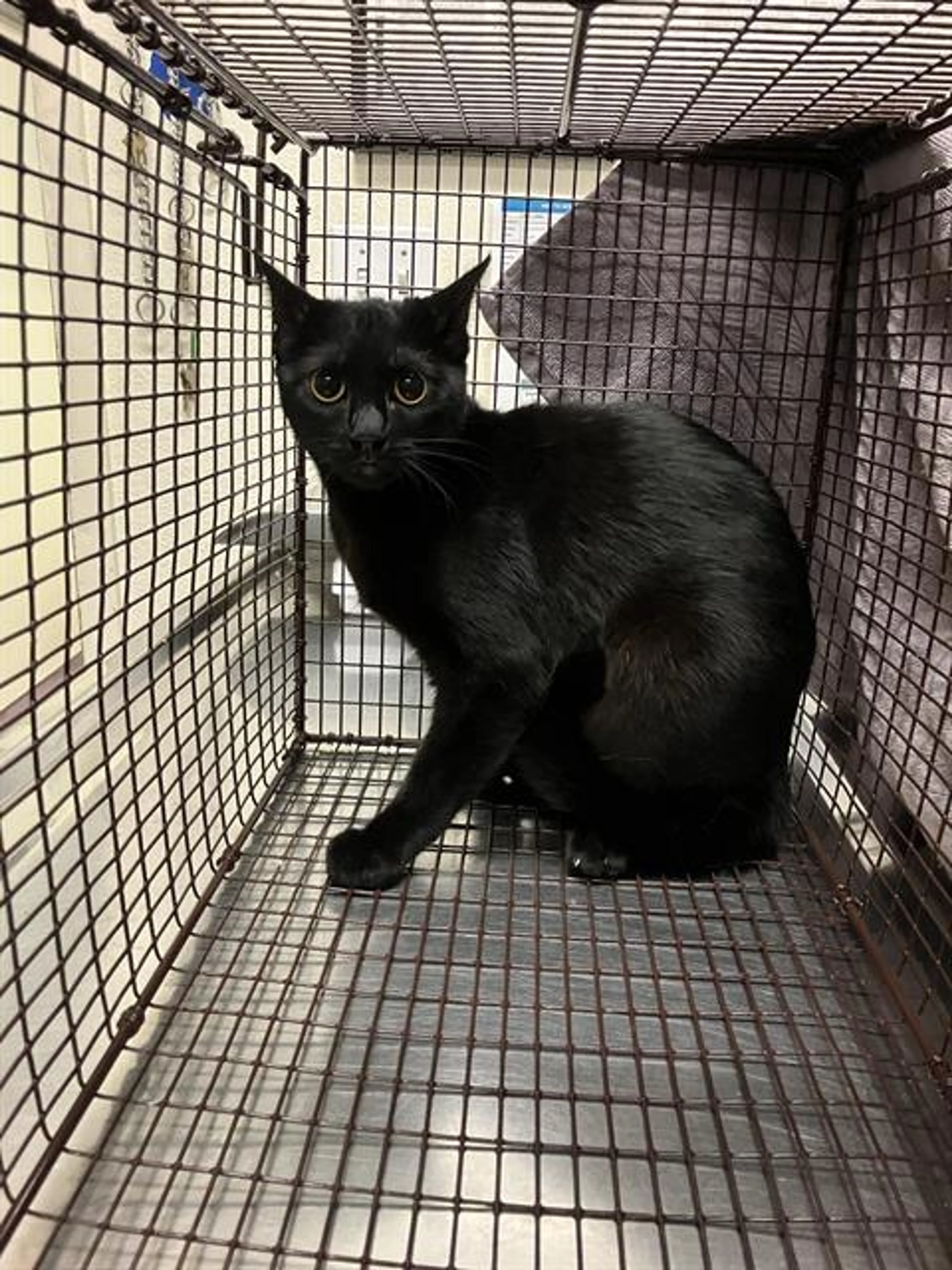 Found pet