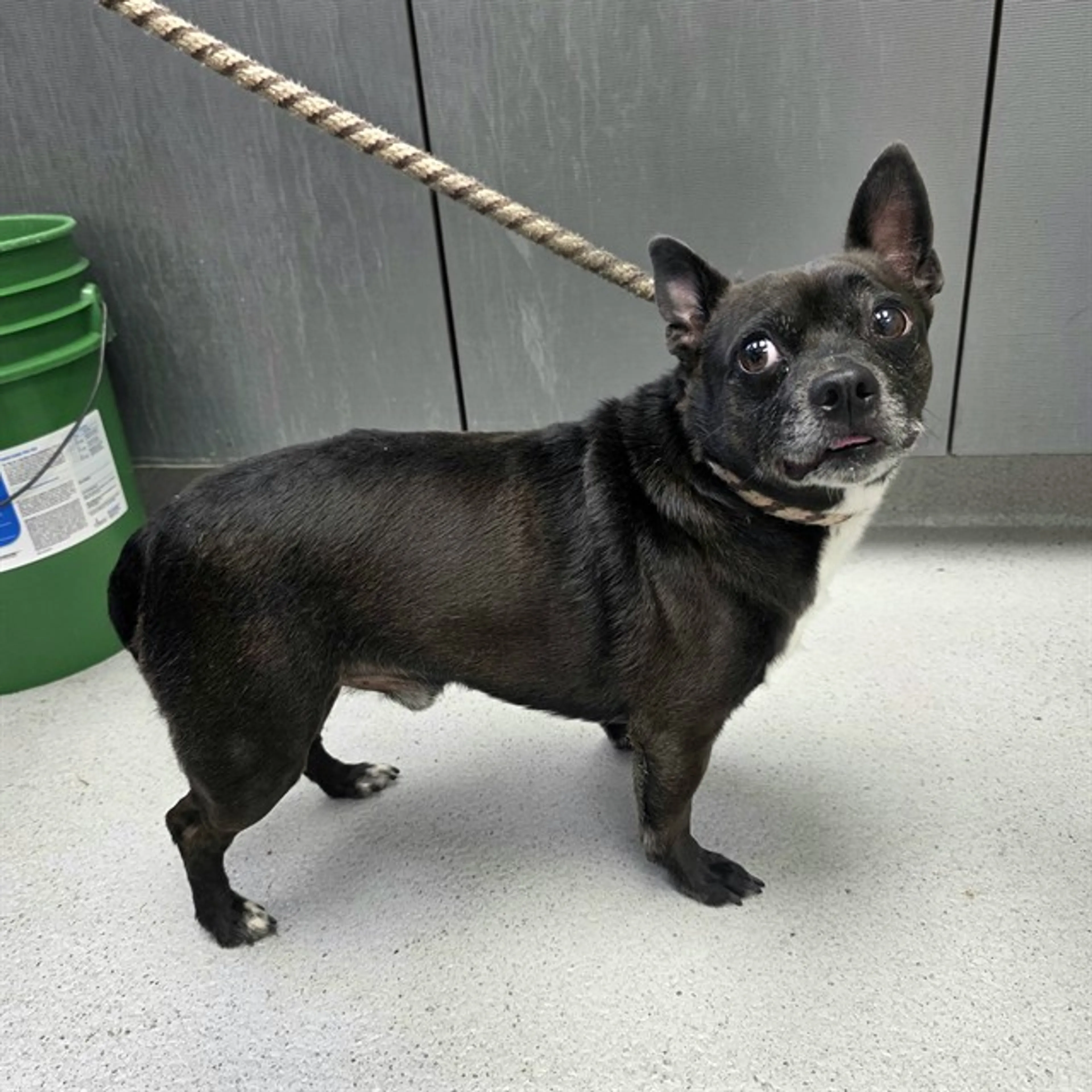 Found pet