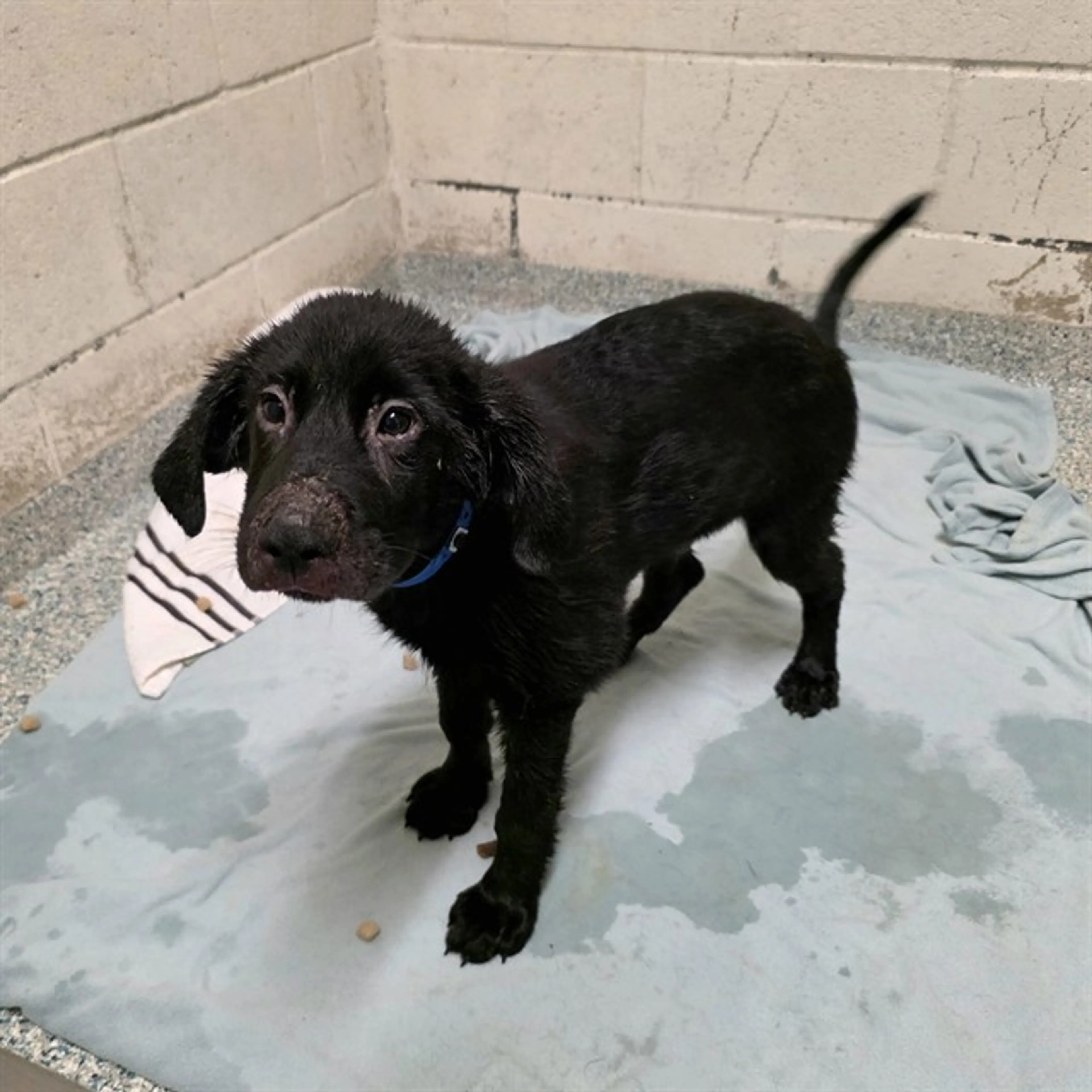 Found pet