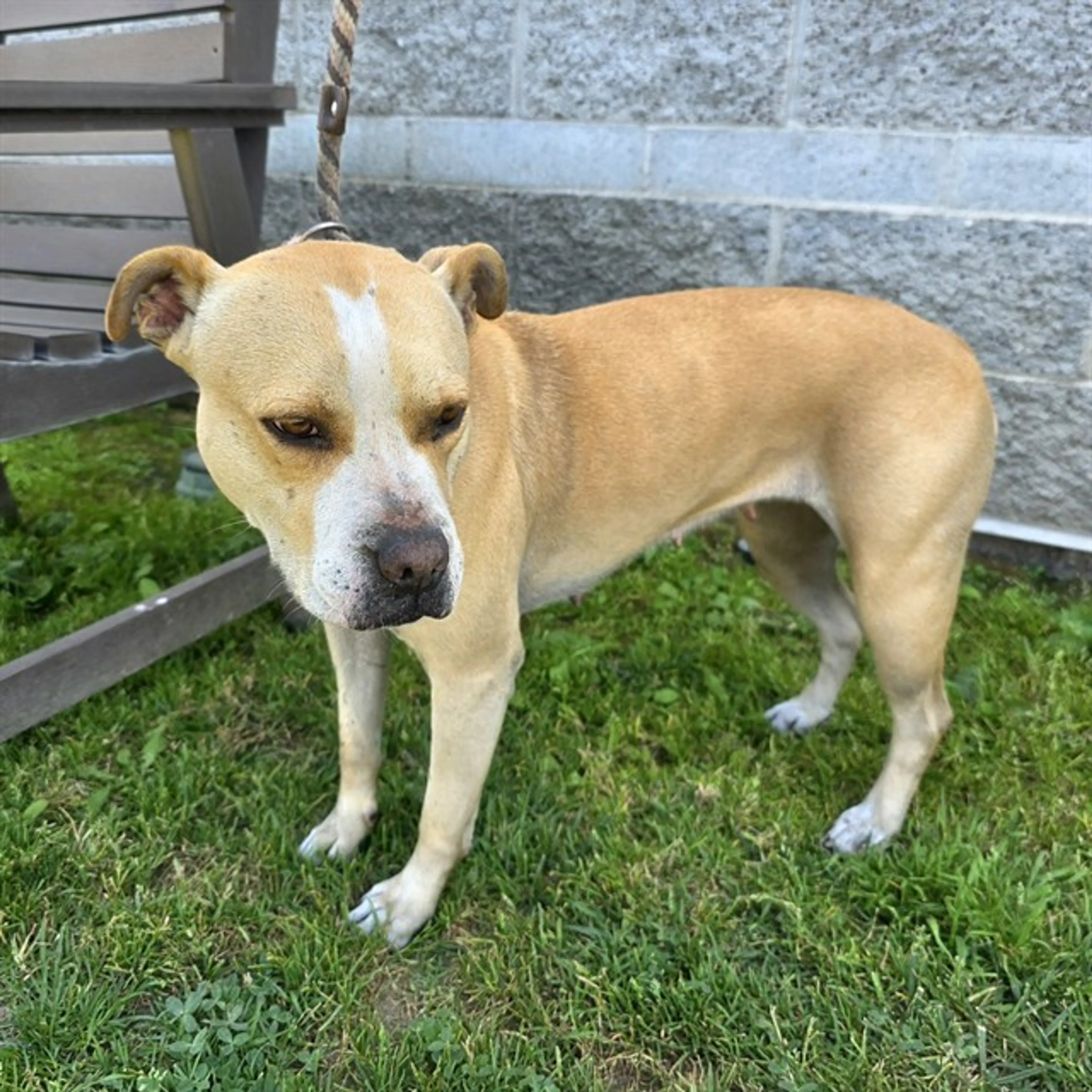 Found pet