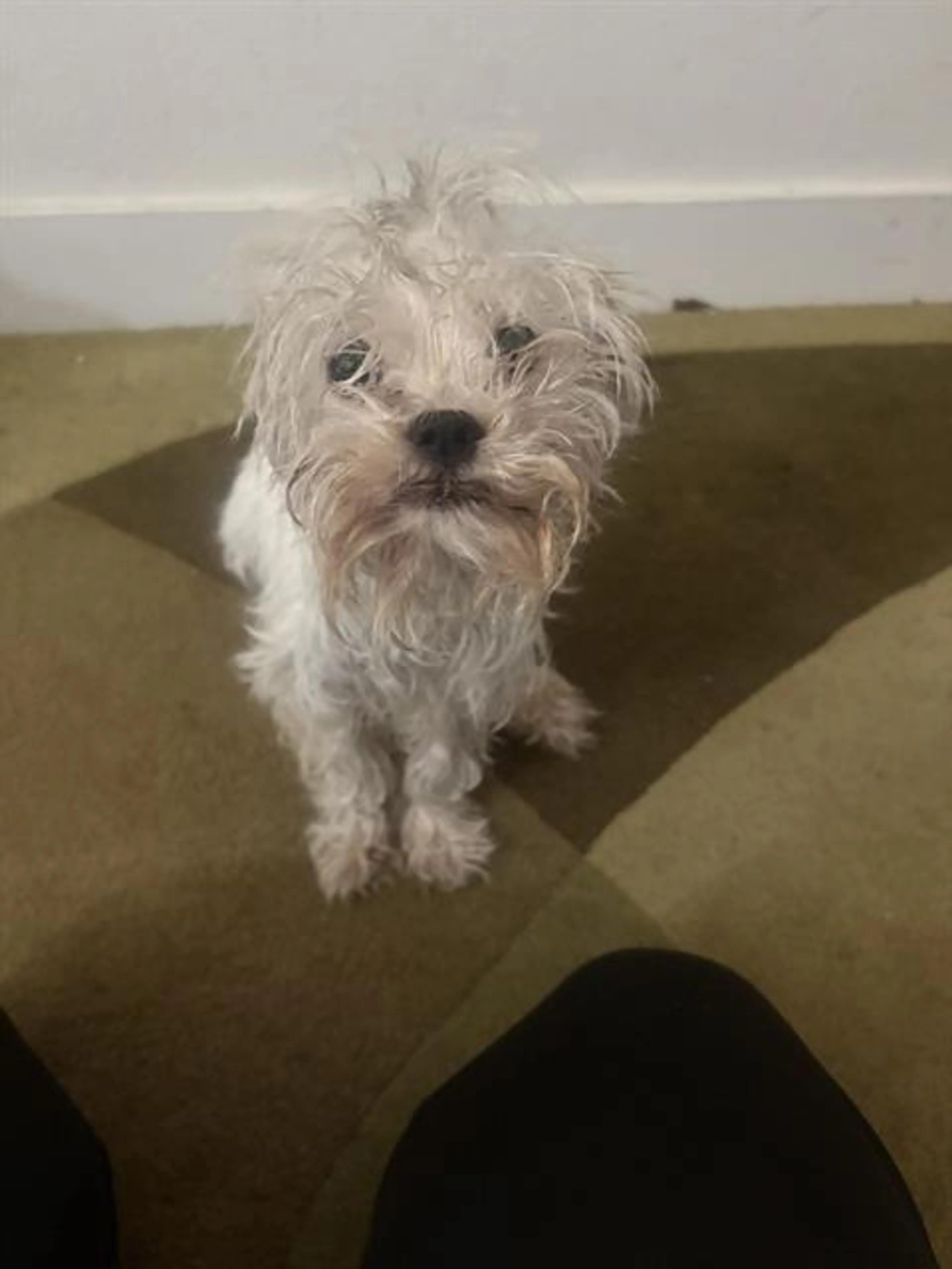 Found pet