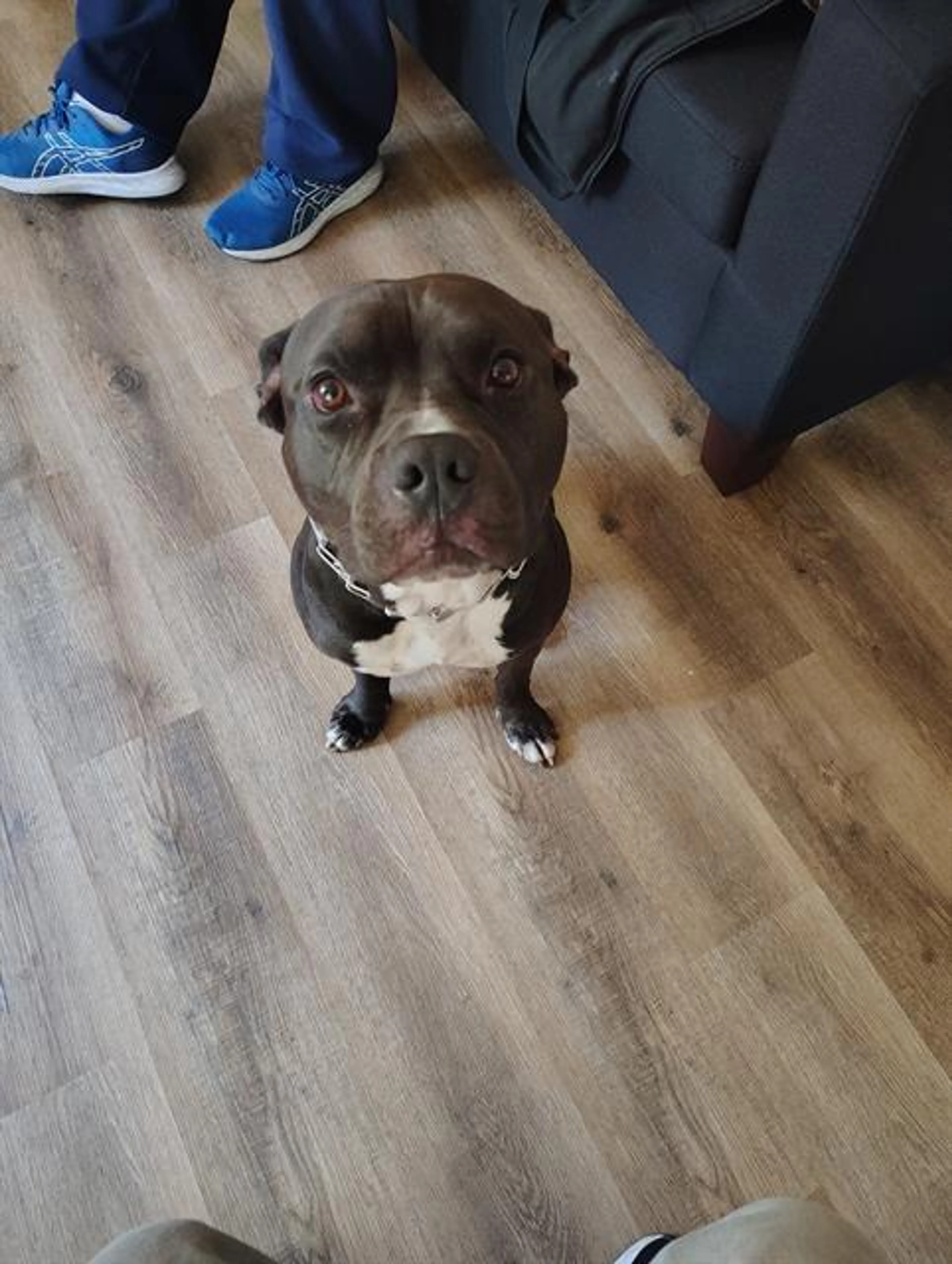 Found pet