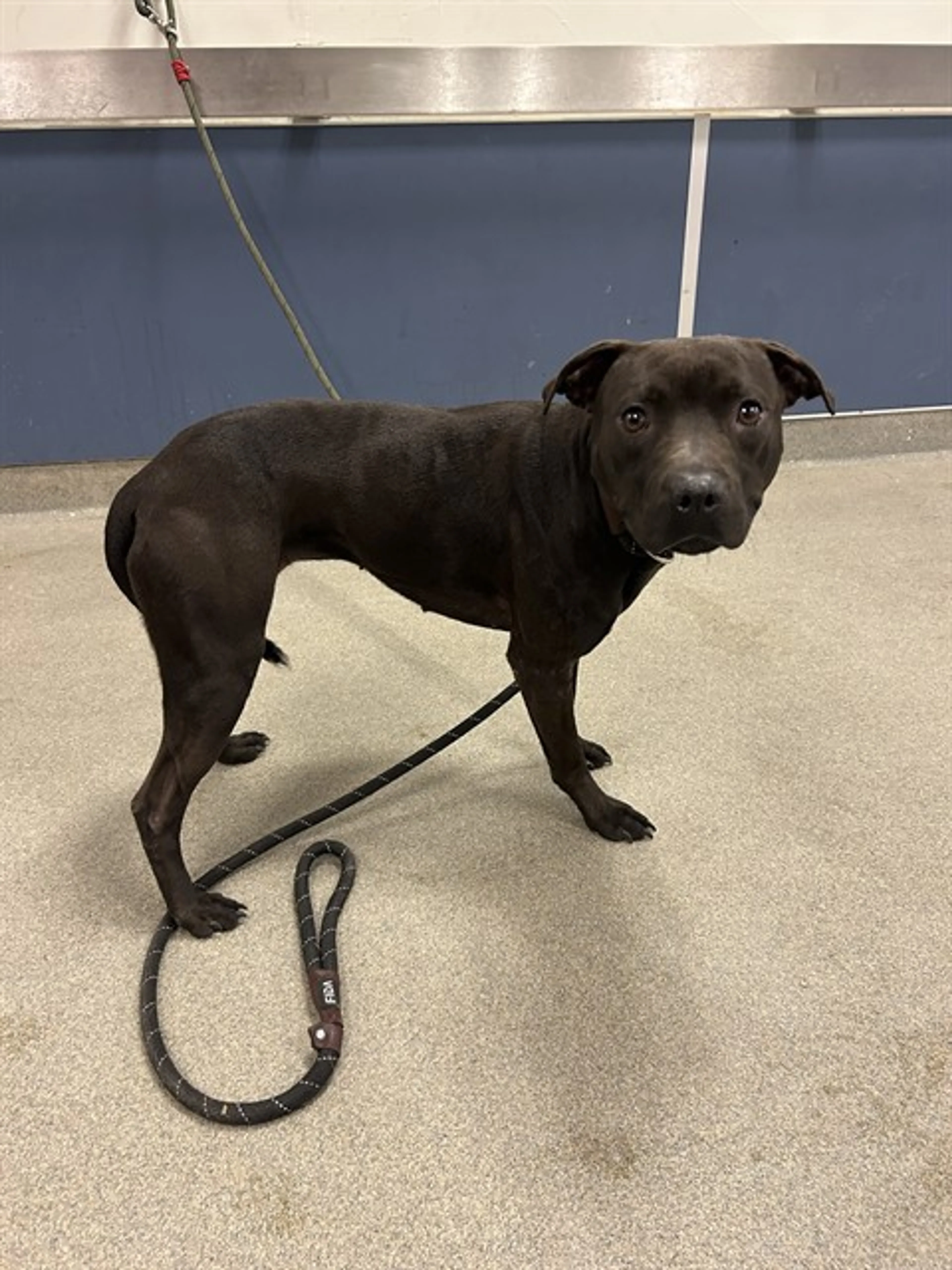 Found pet