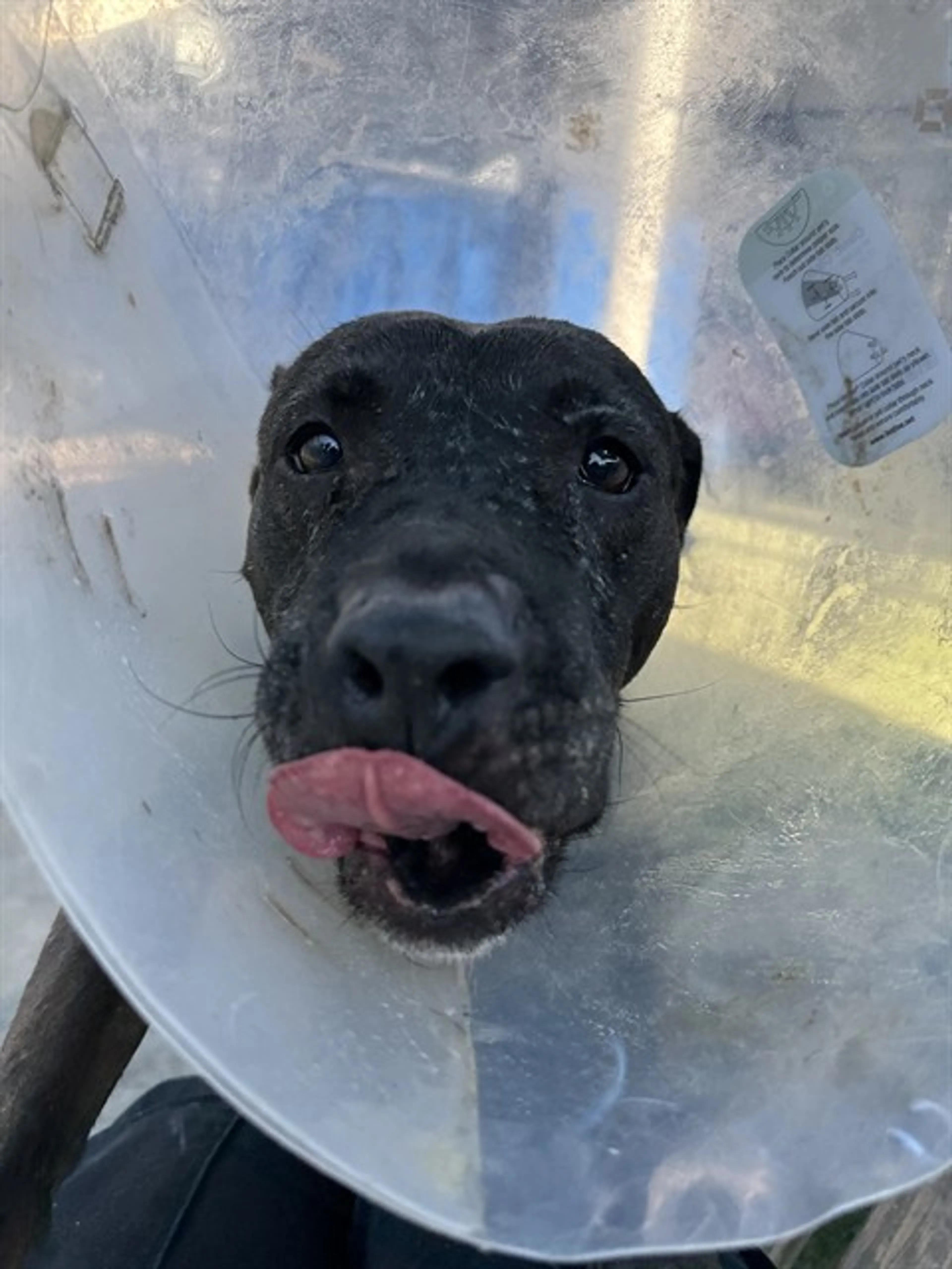 Found pet