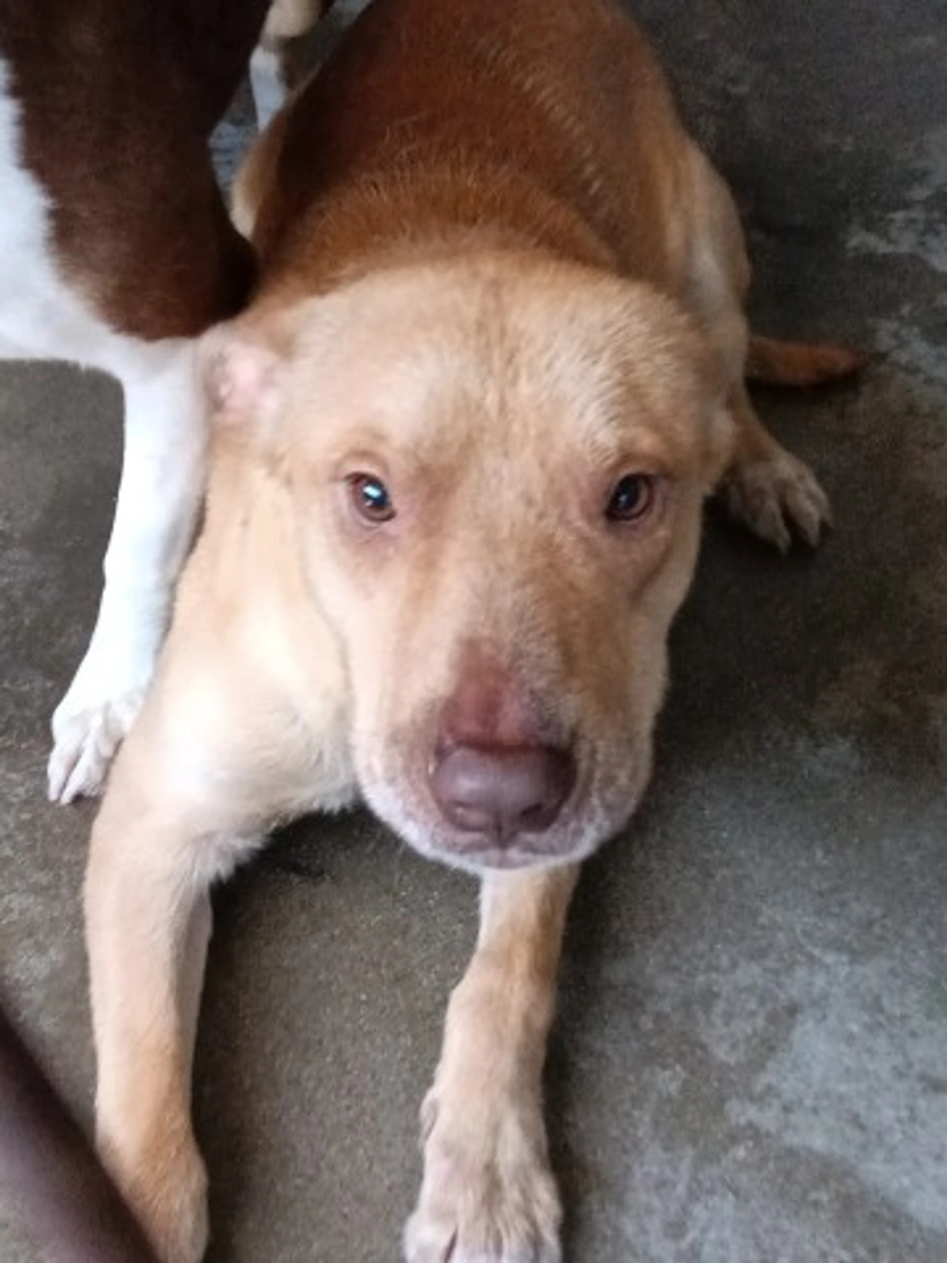 Found pet