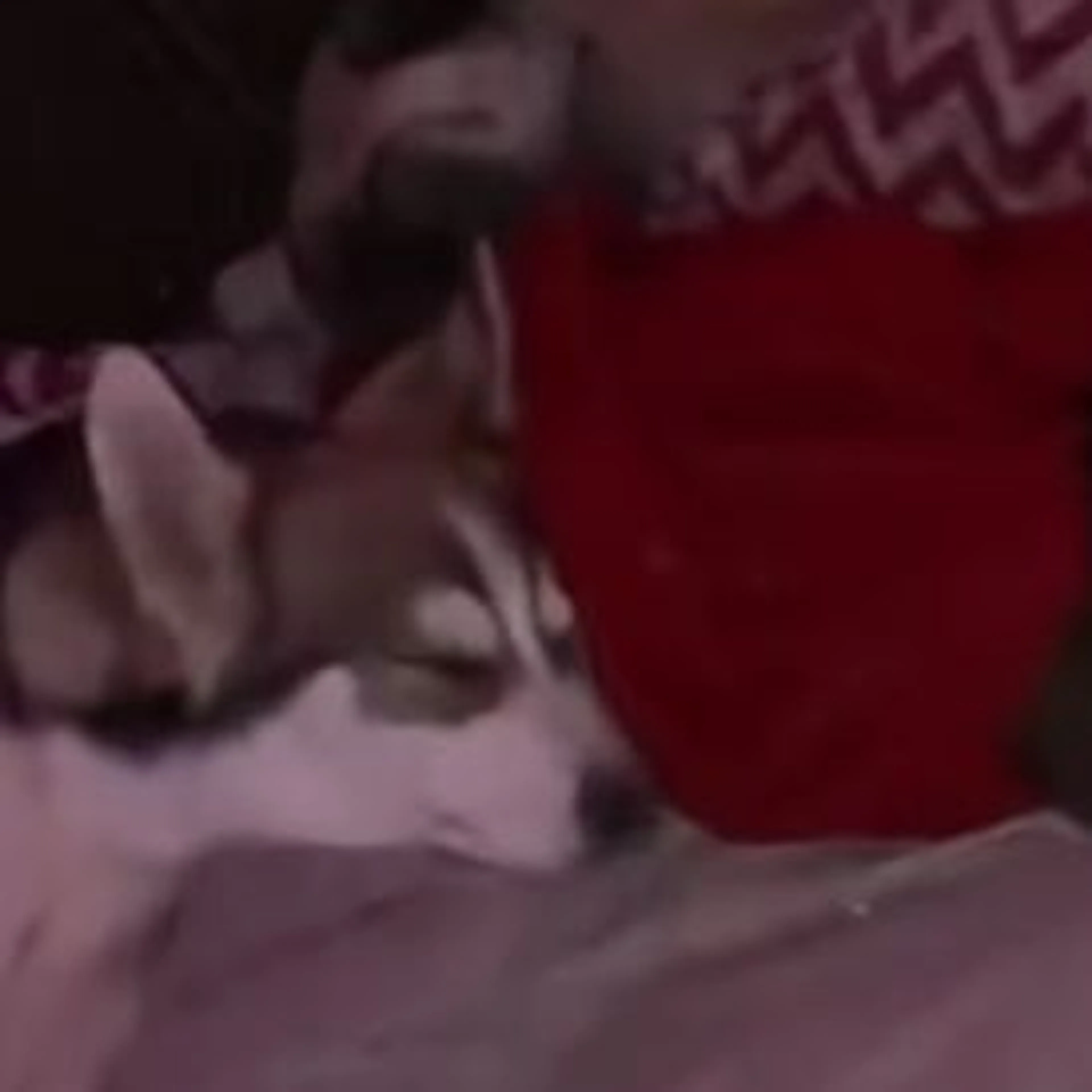 Lost pet
