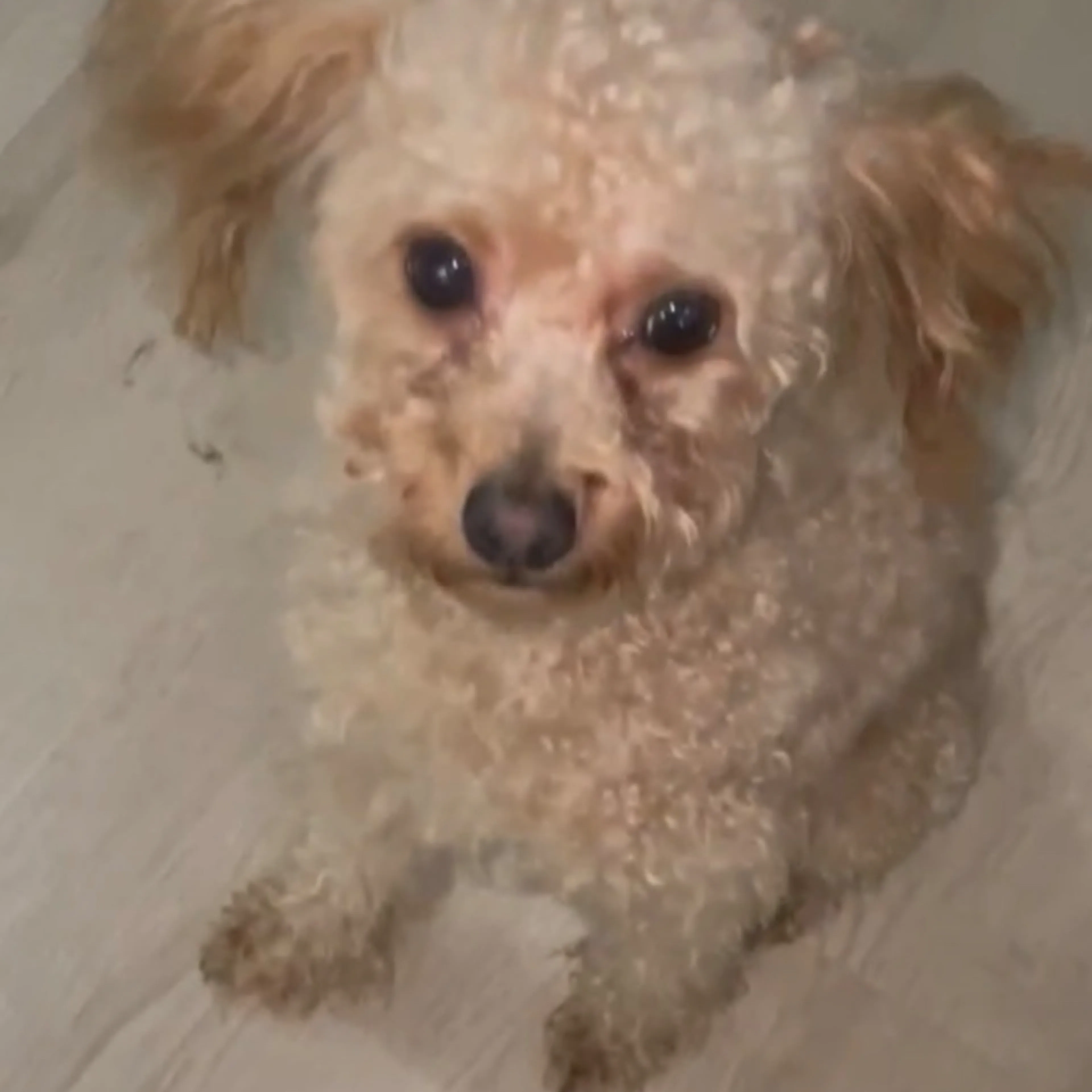 Lost pet-3
