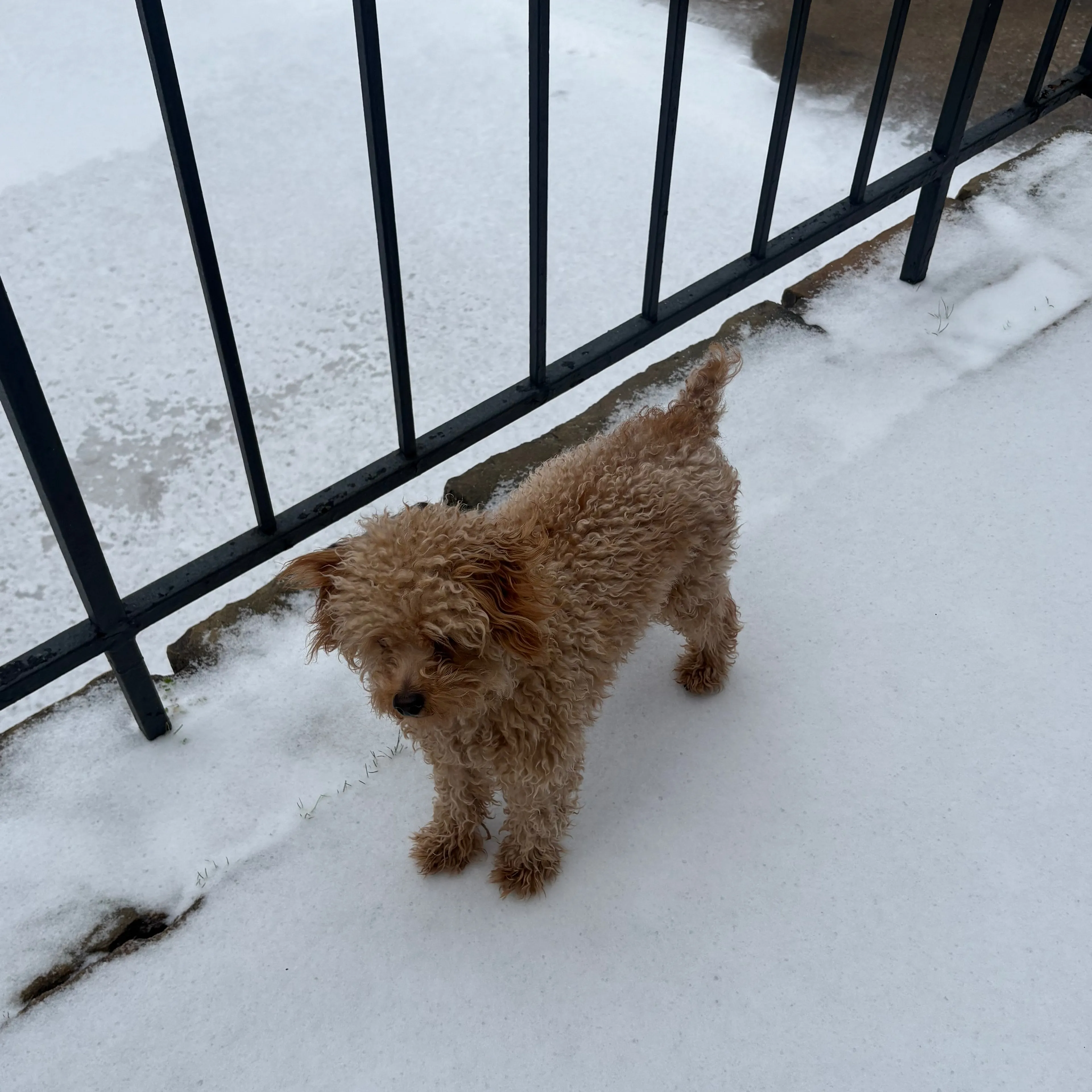 Lost pet-1