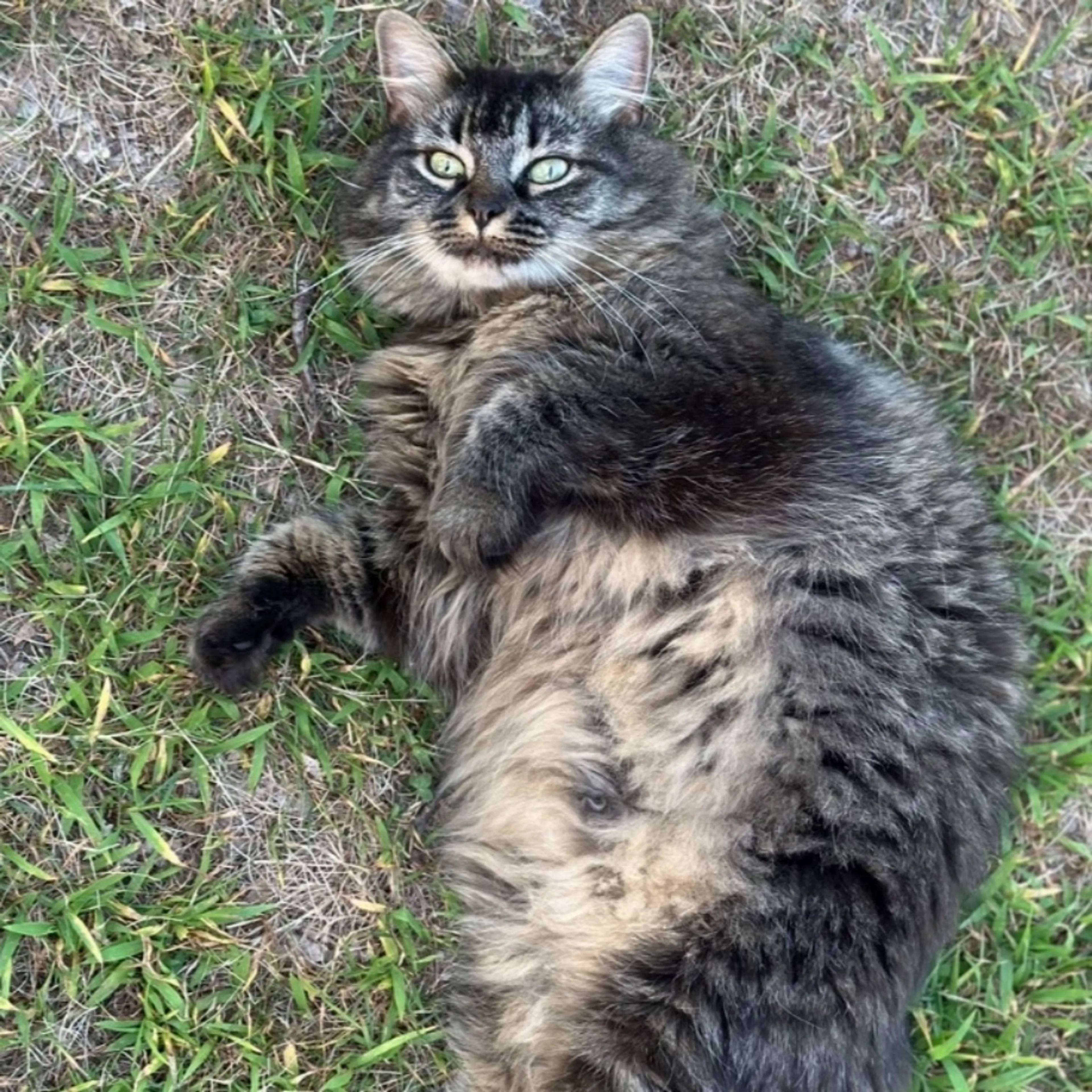 Lost pet