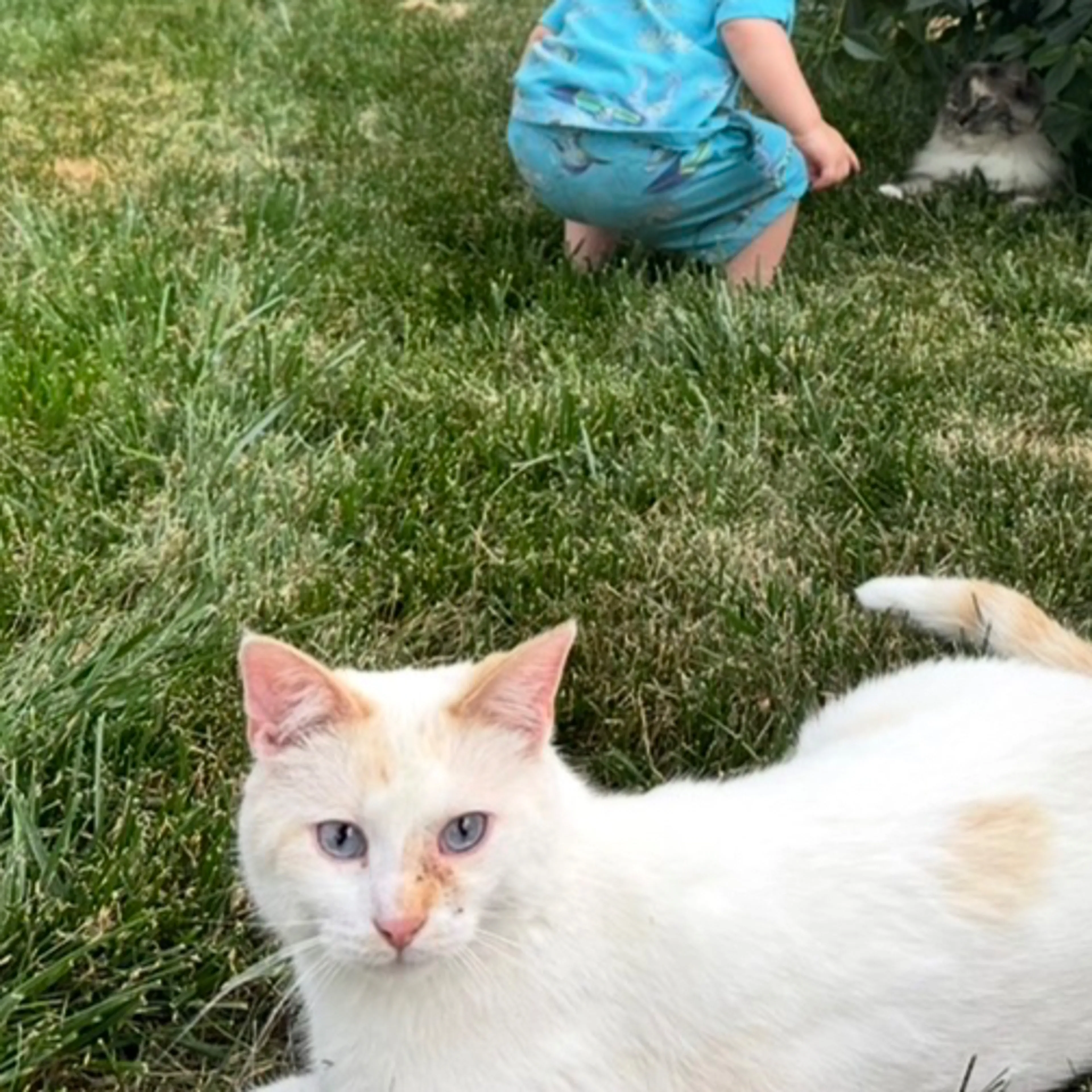 Lost pet-1