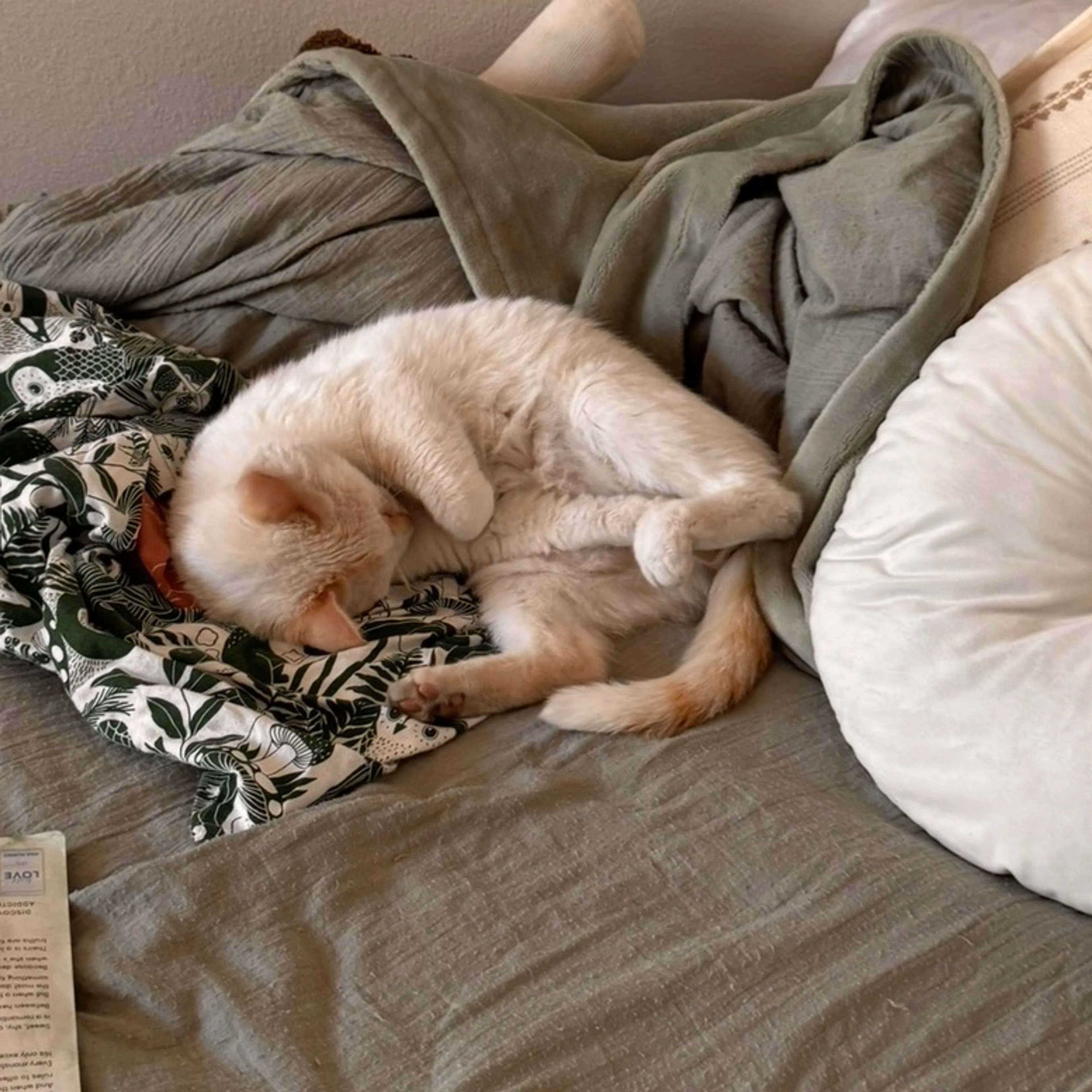 Lost pet-2