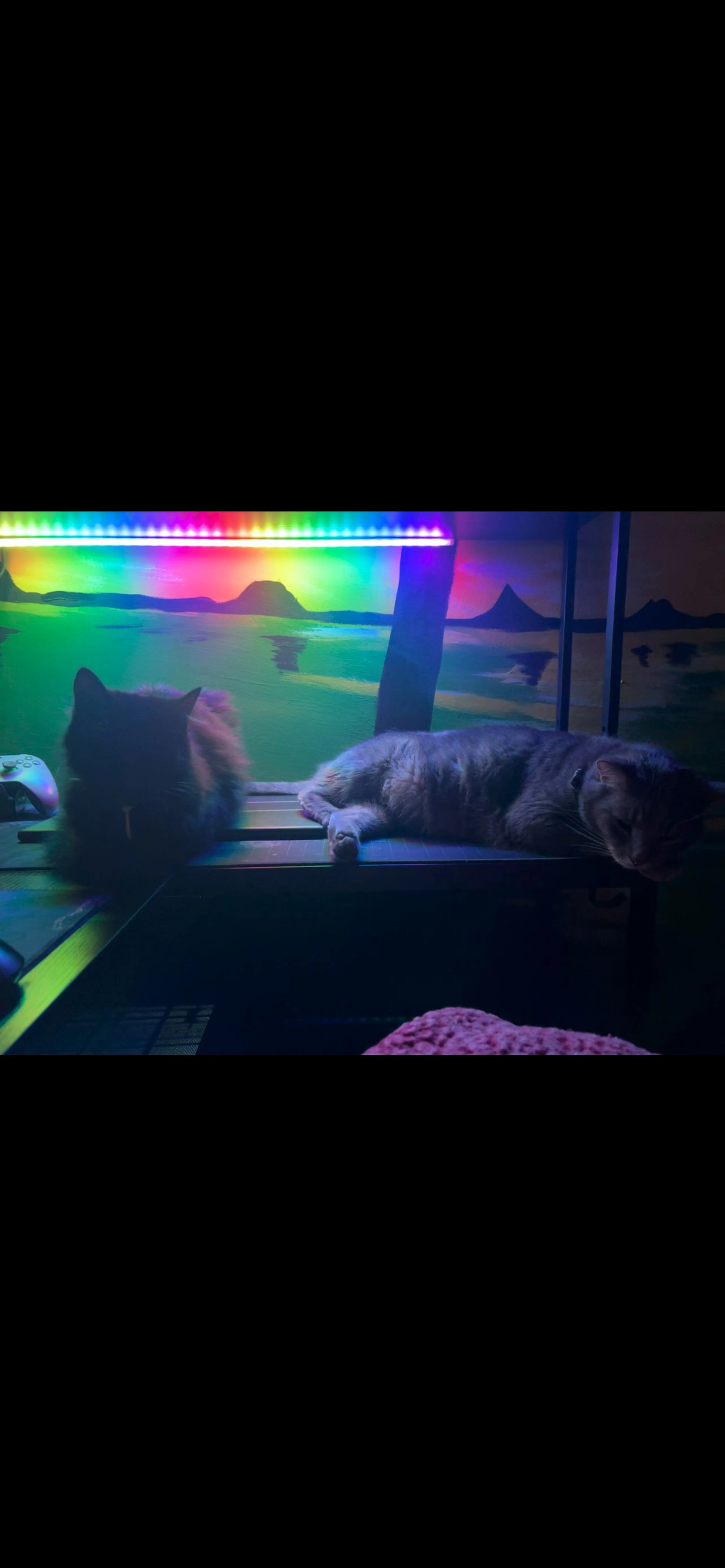 Lost pet-0