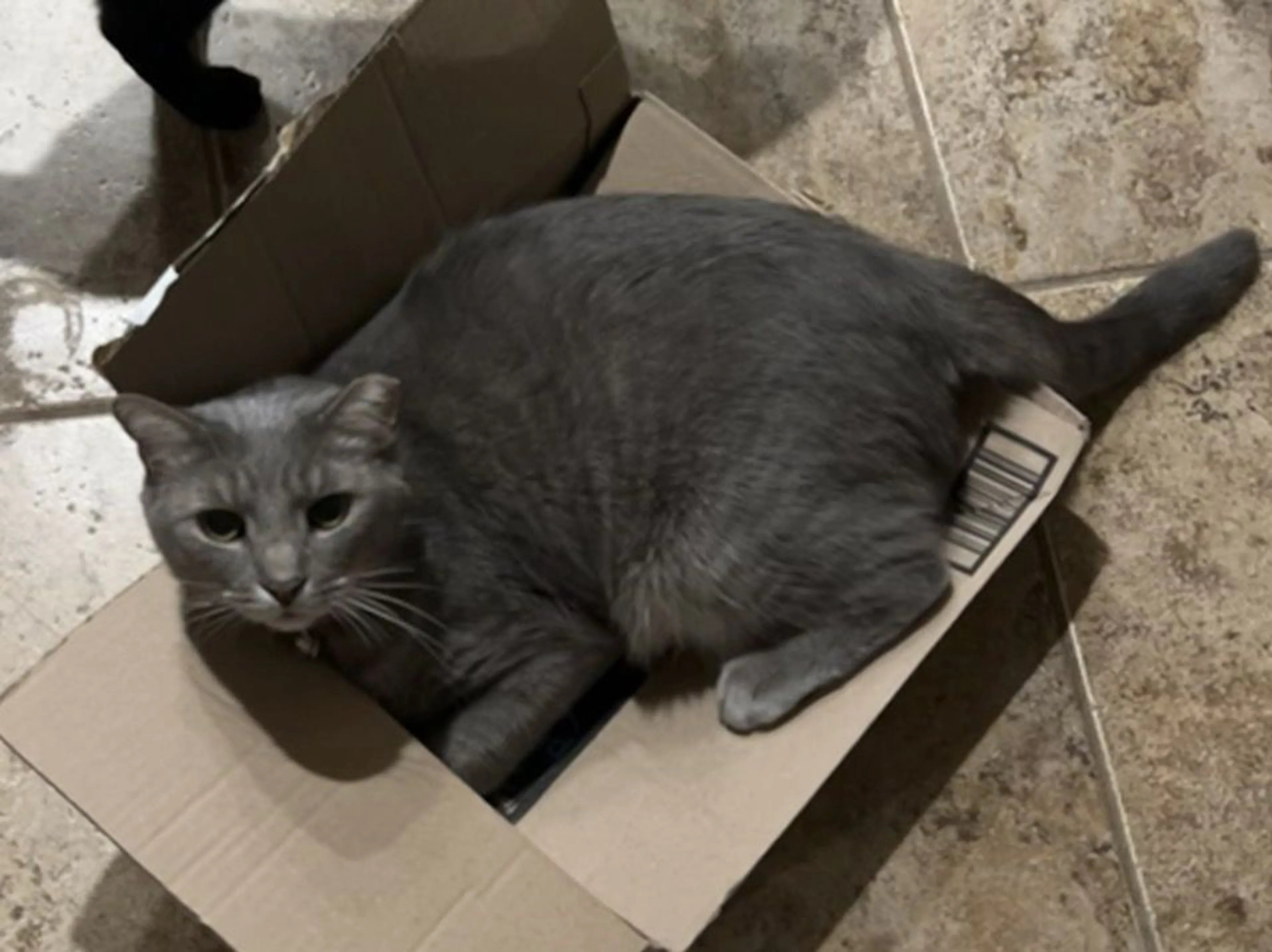 Lost pet-2