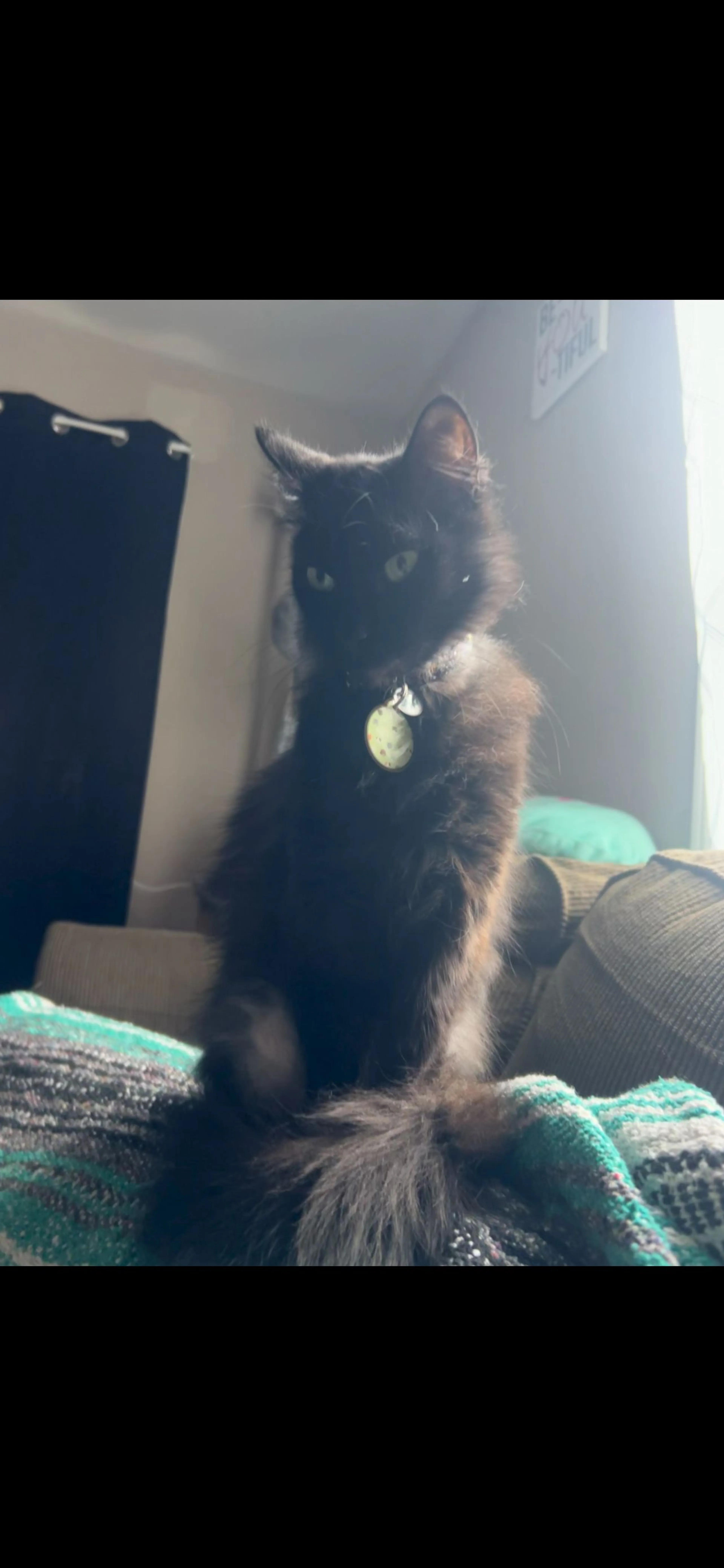Lost pet-1