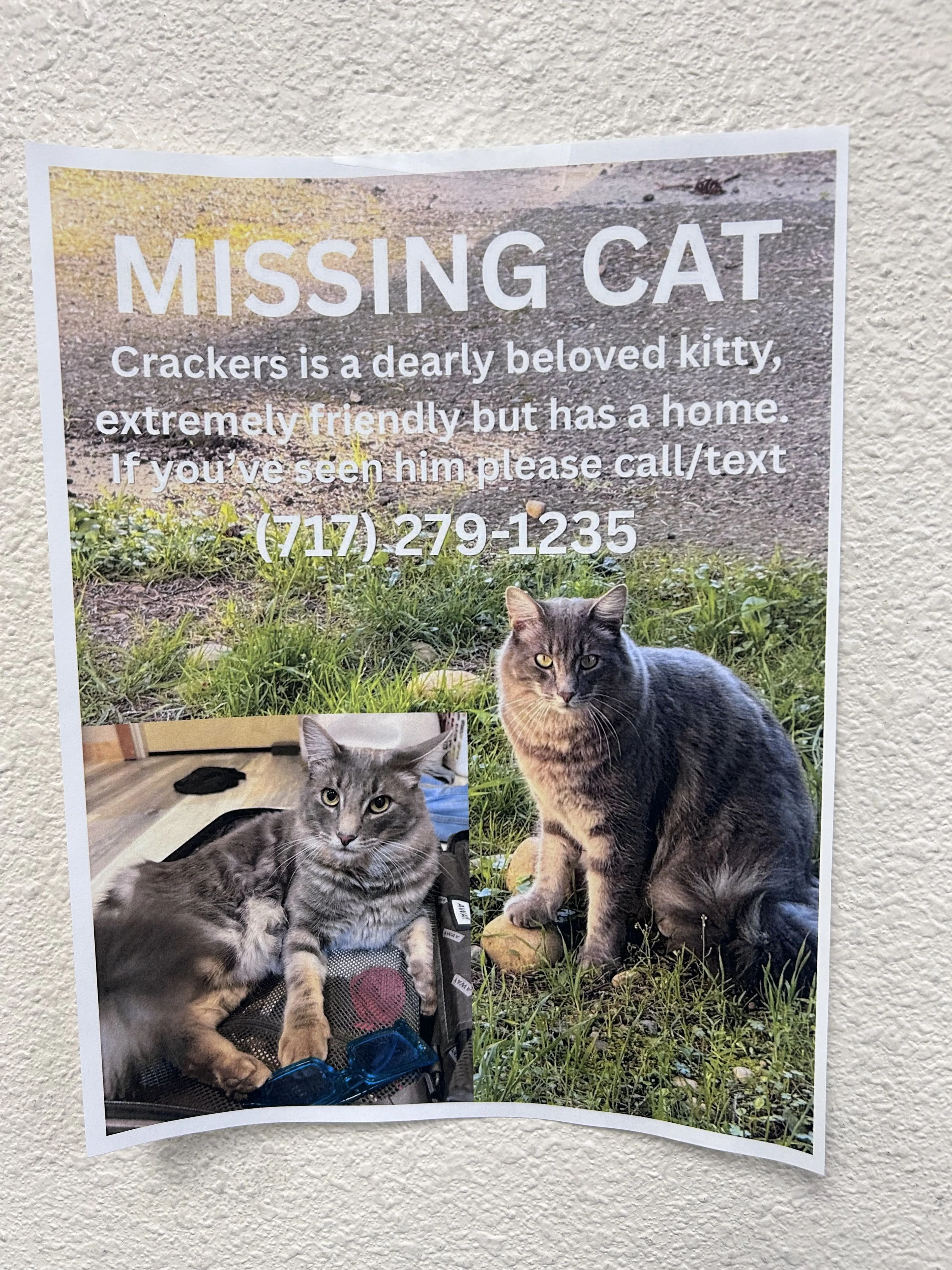 Lost pet