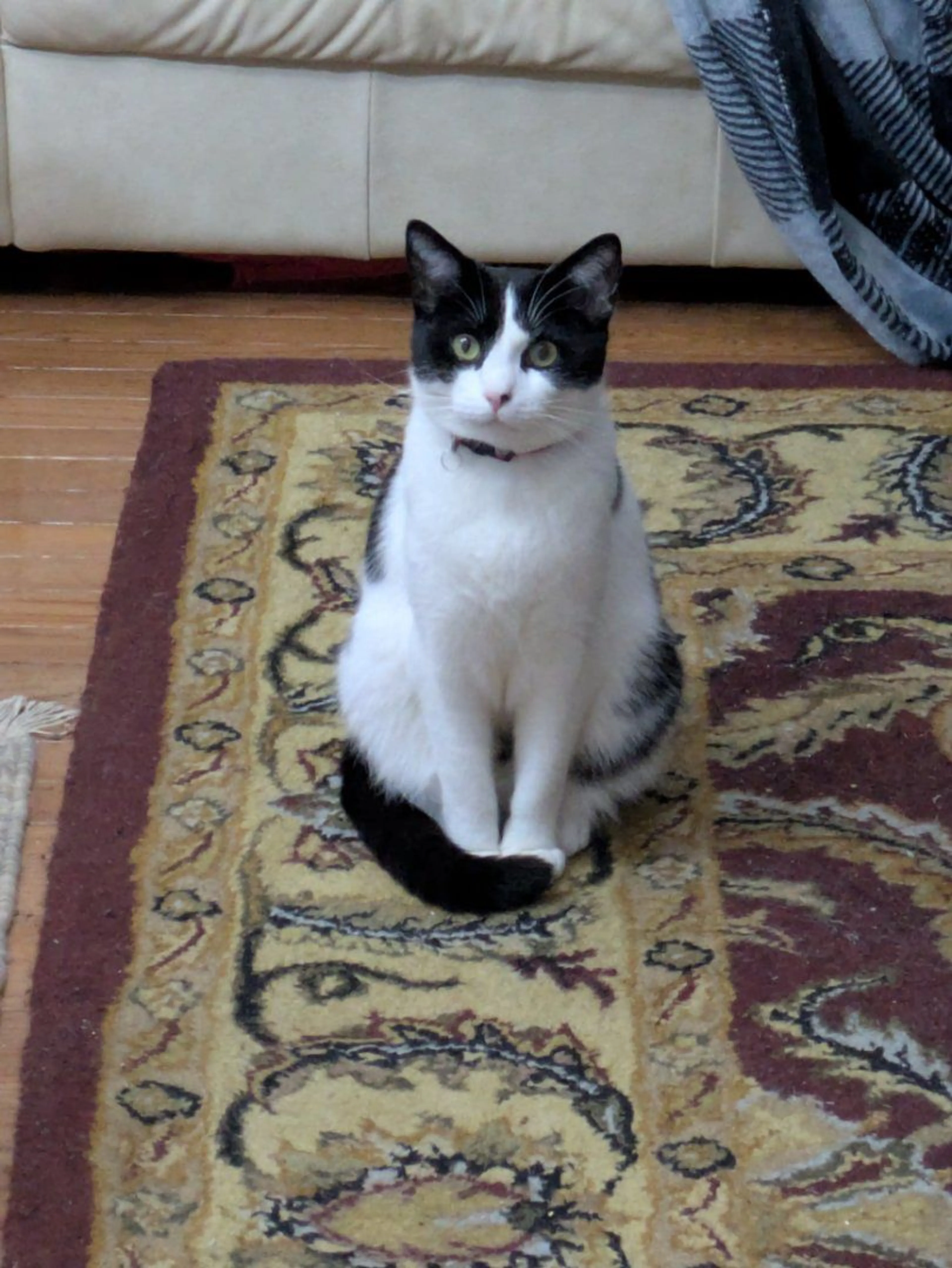 Lost pet