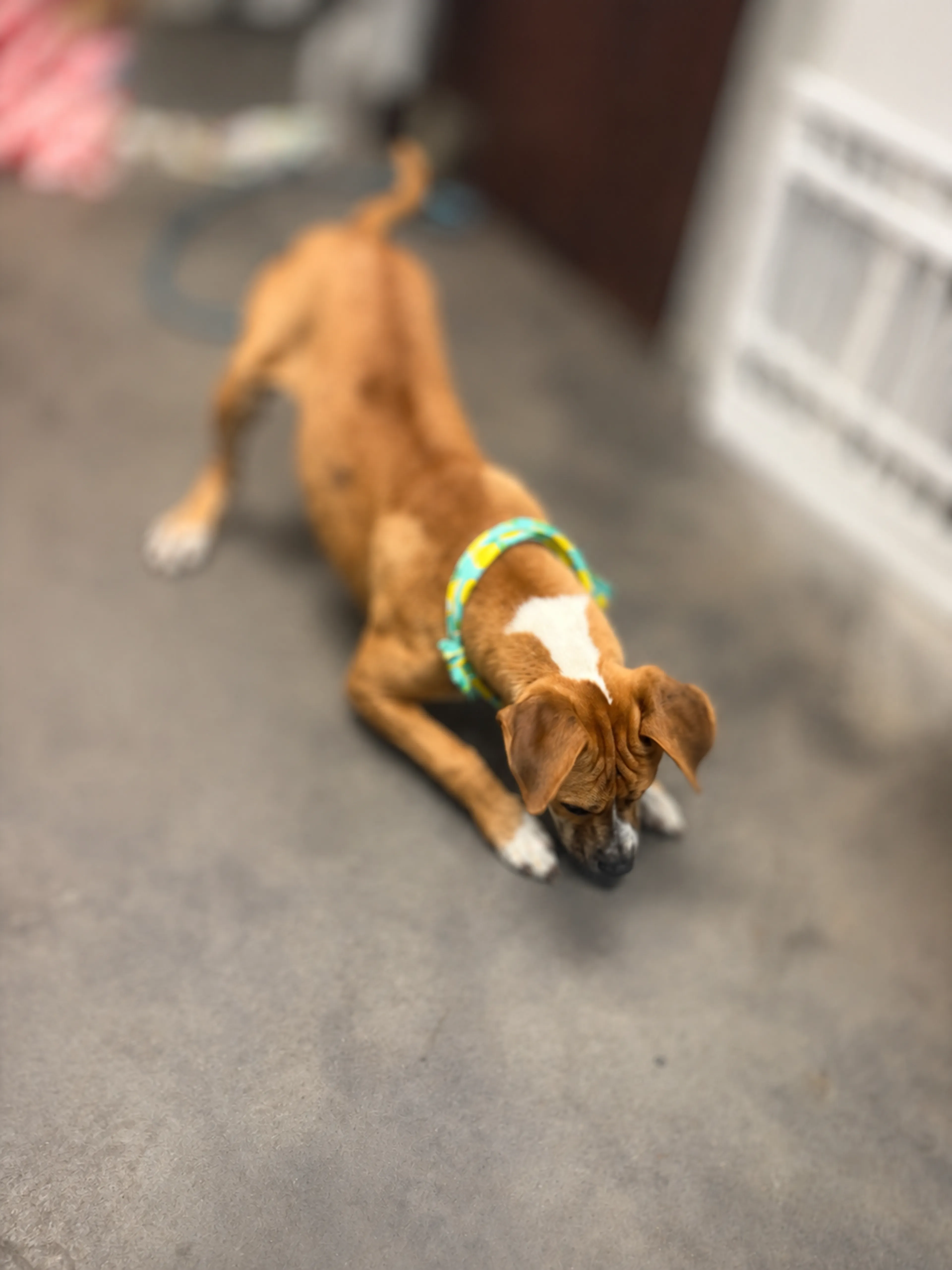 Found pet-3