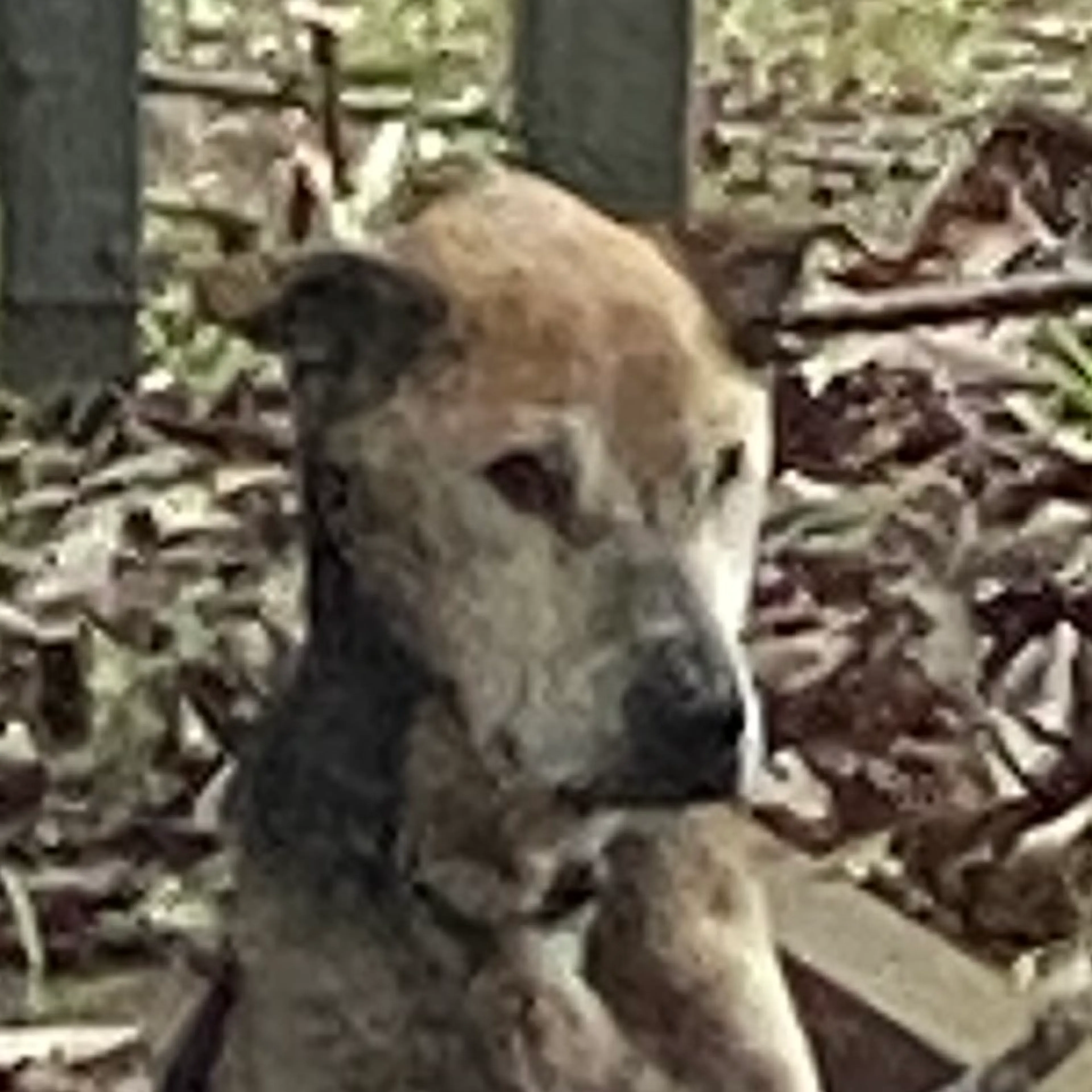 Found pet