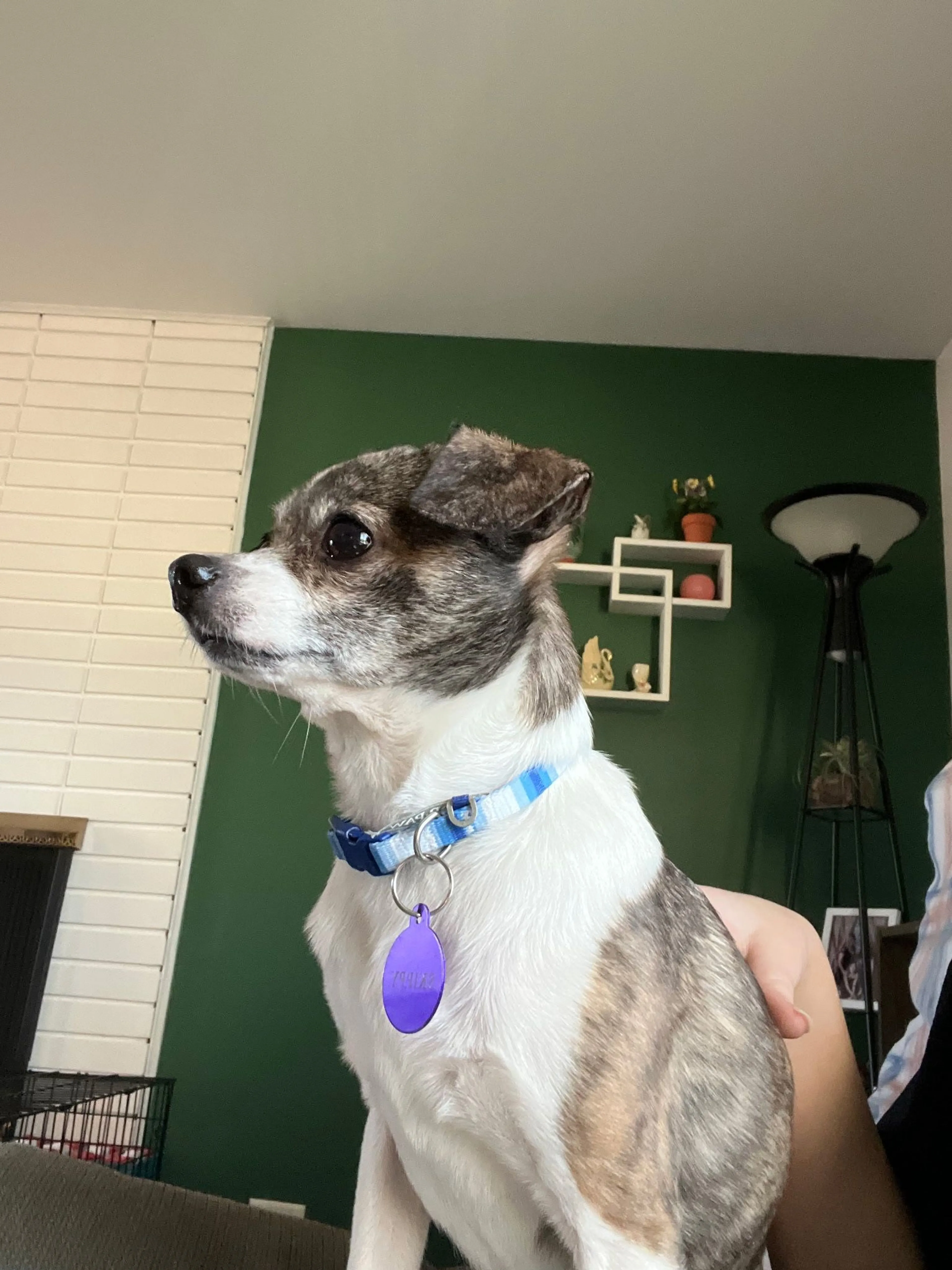 Lost pet