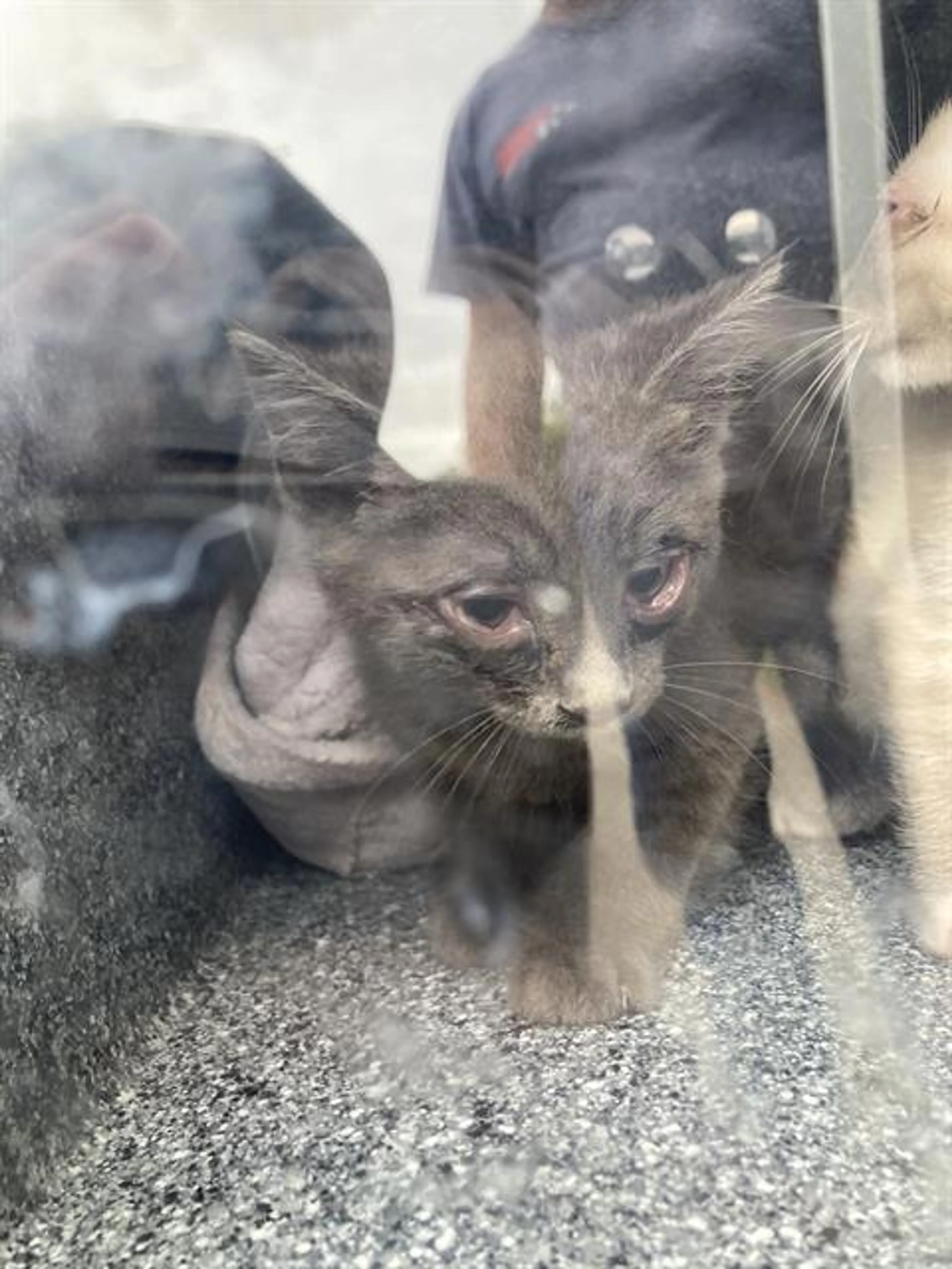 Found pet