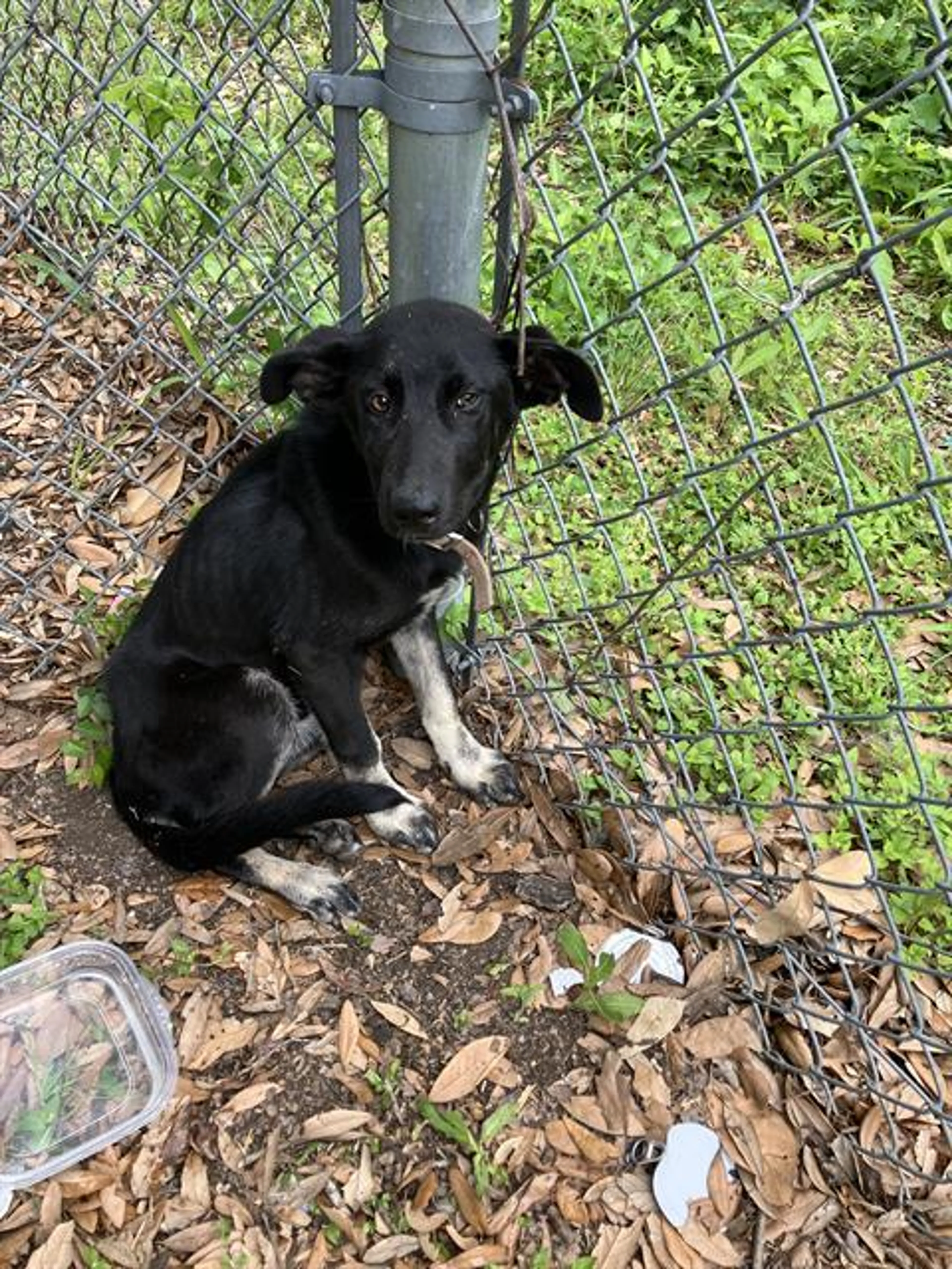 Found pet