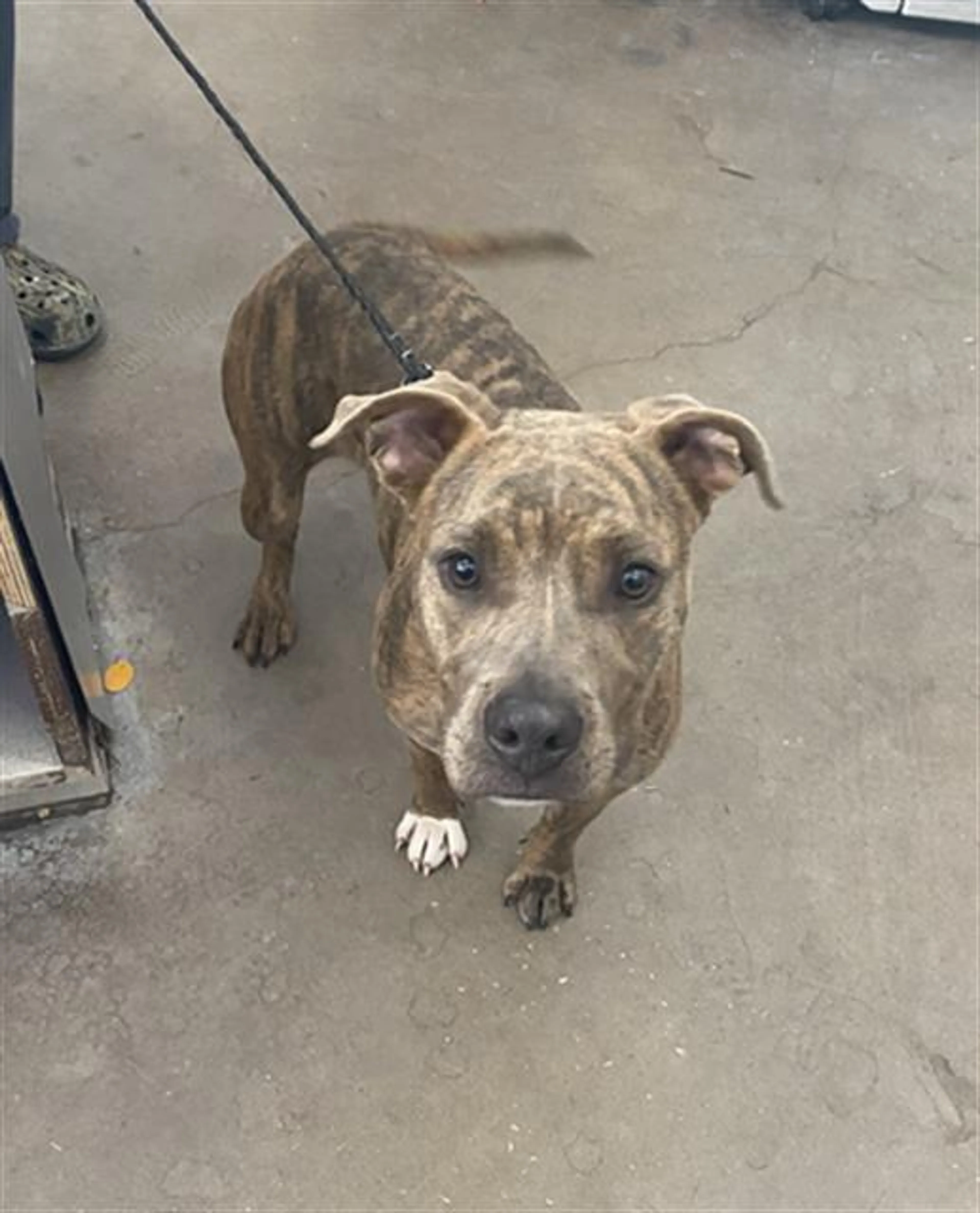 Found pet