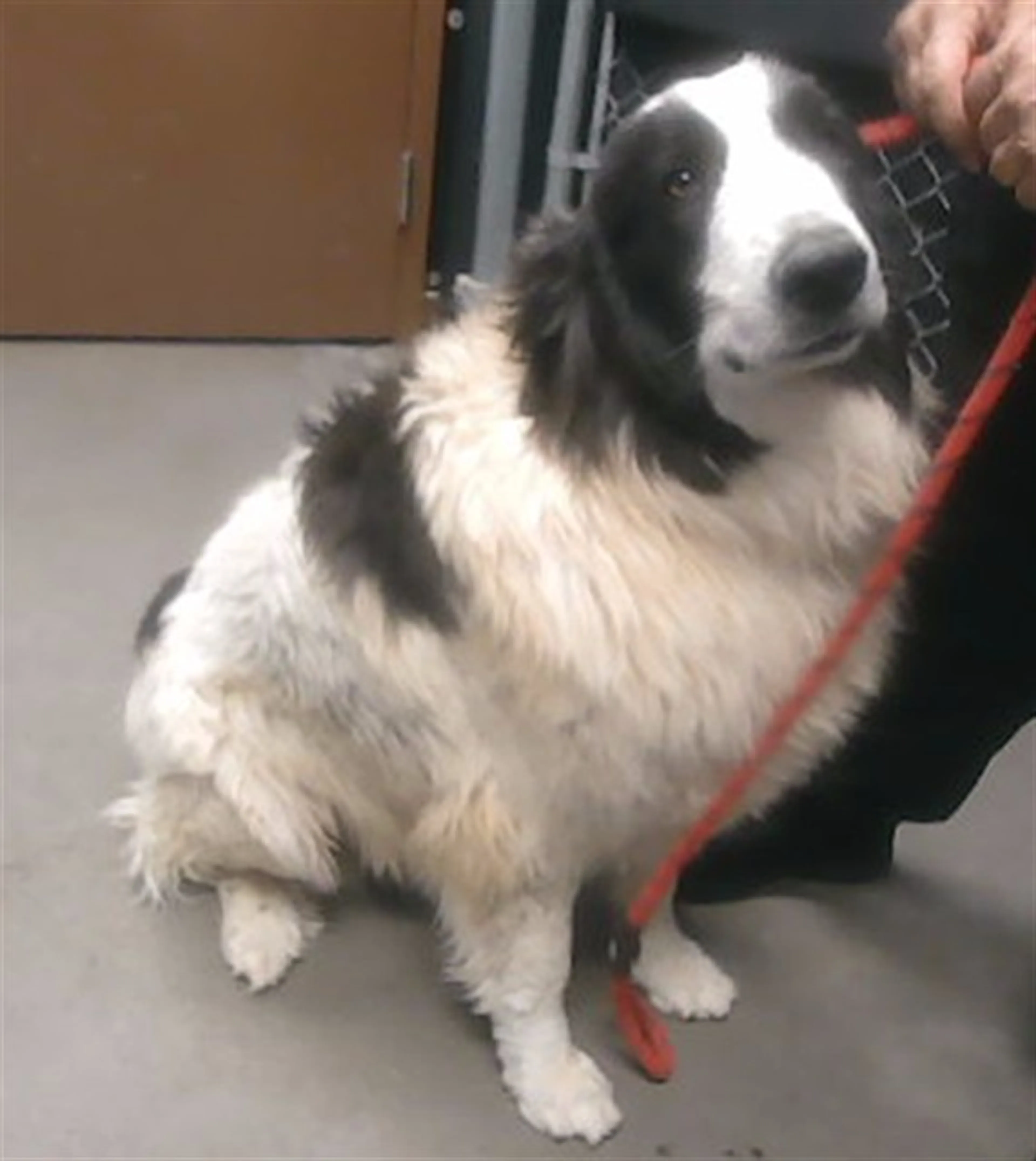 Found pet