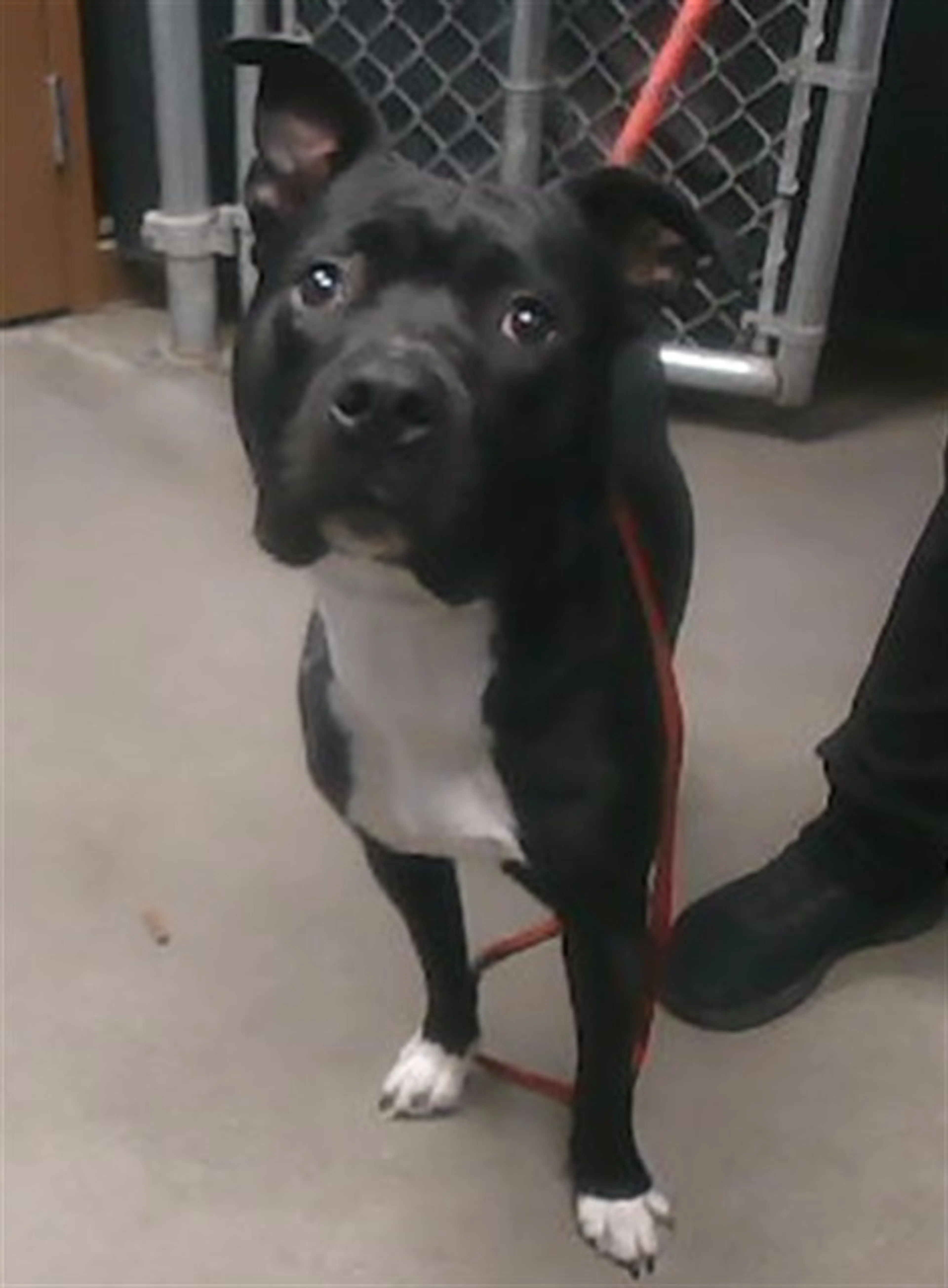 Found pet