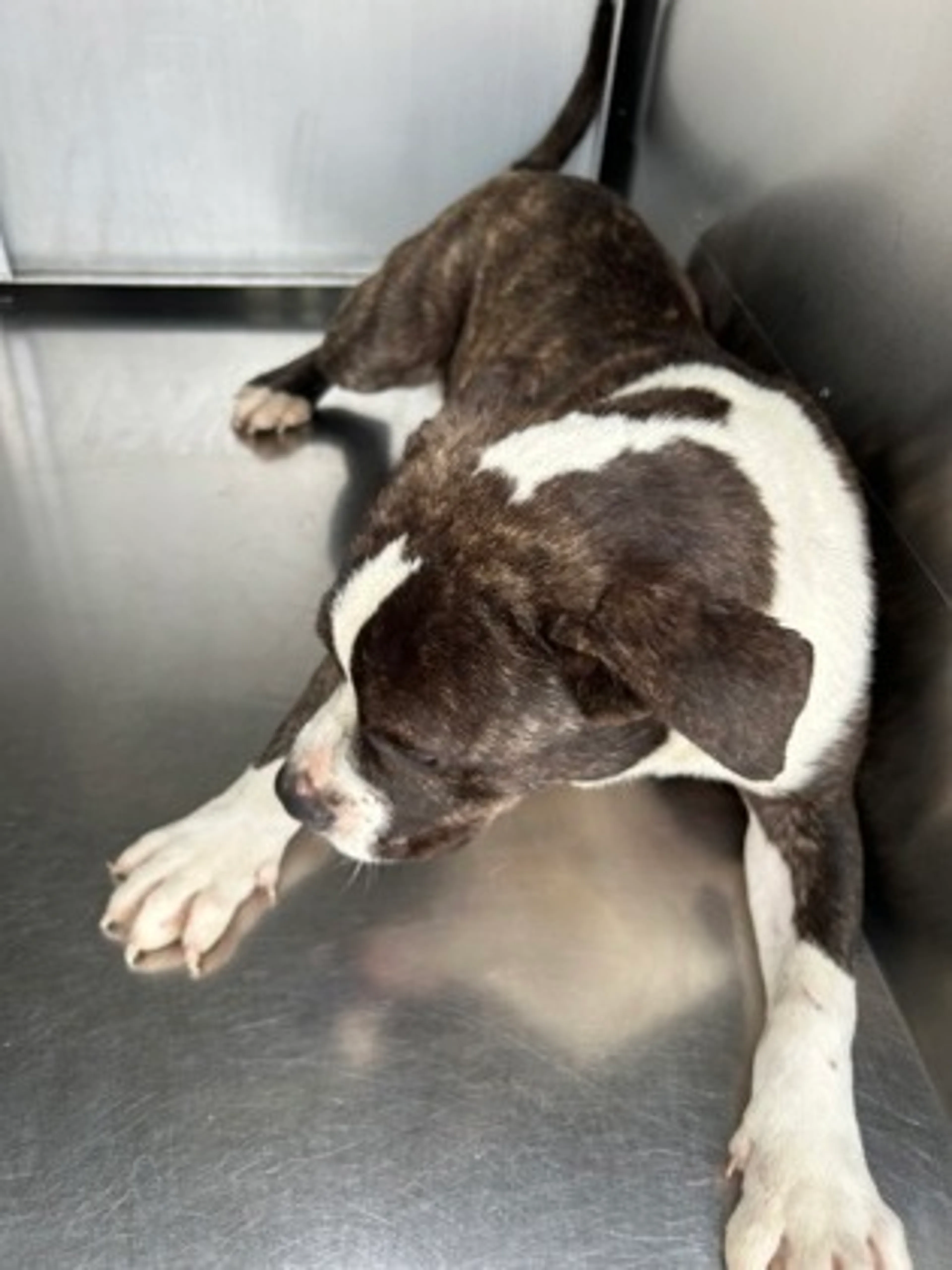Found pet-1