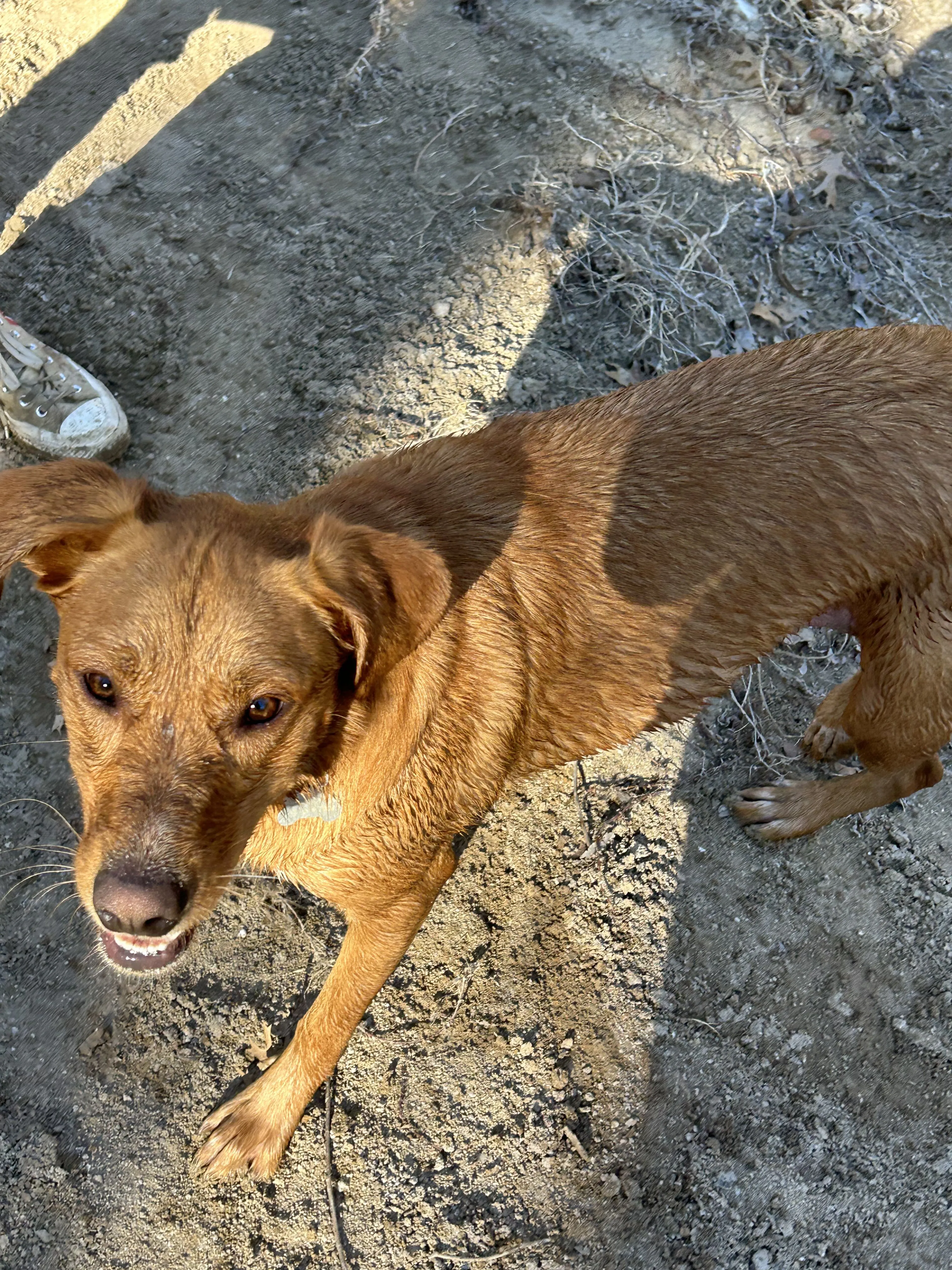 Lost pet-2