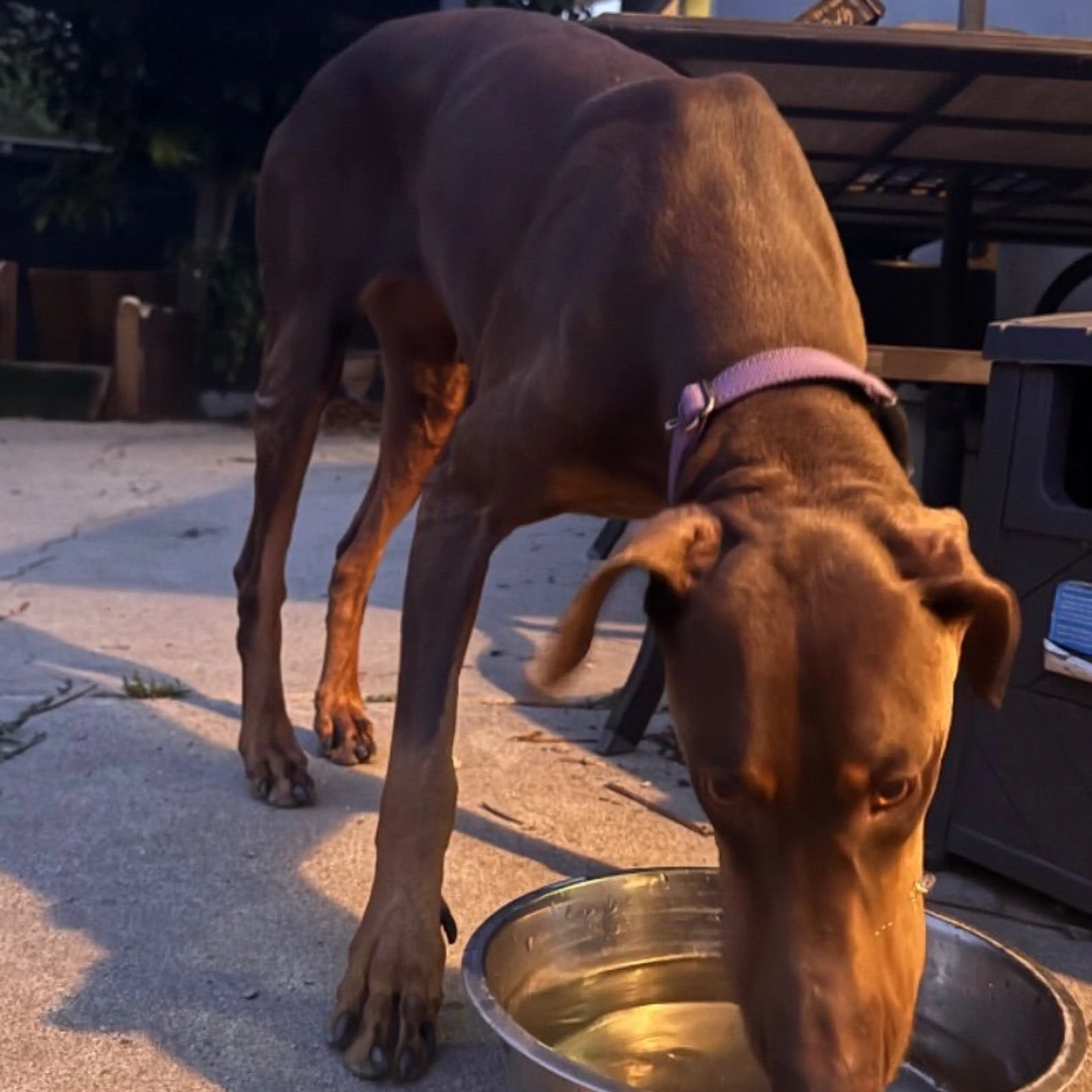 Found pet